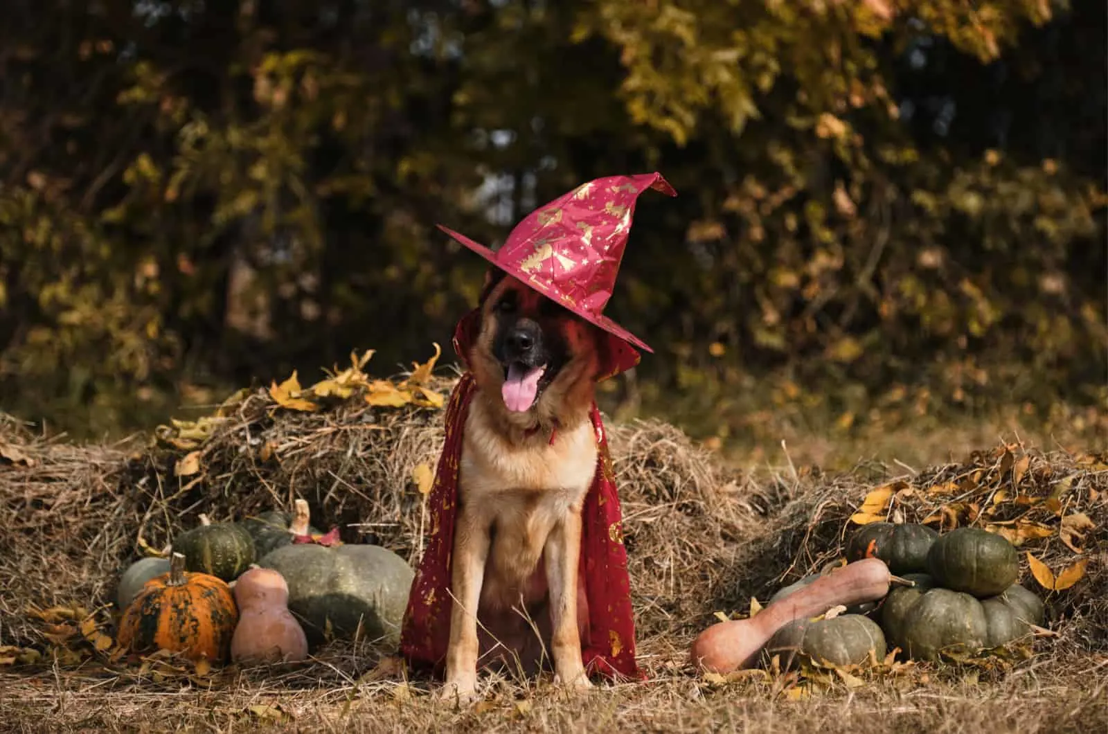 german shepherd in a halloween costume