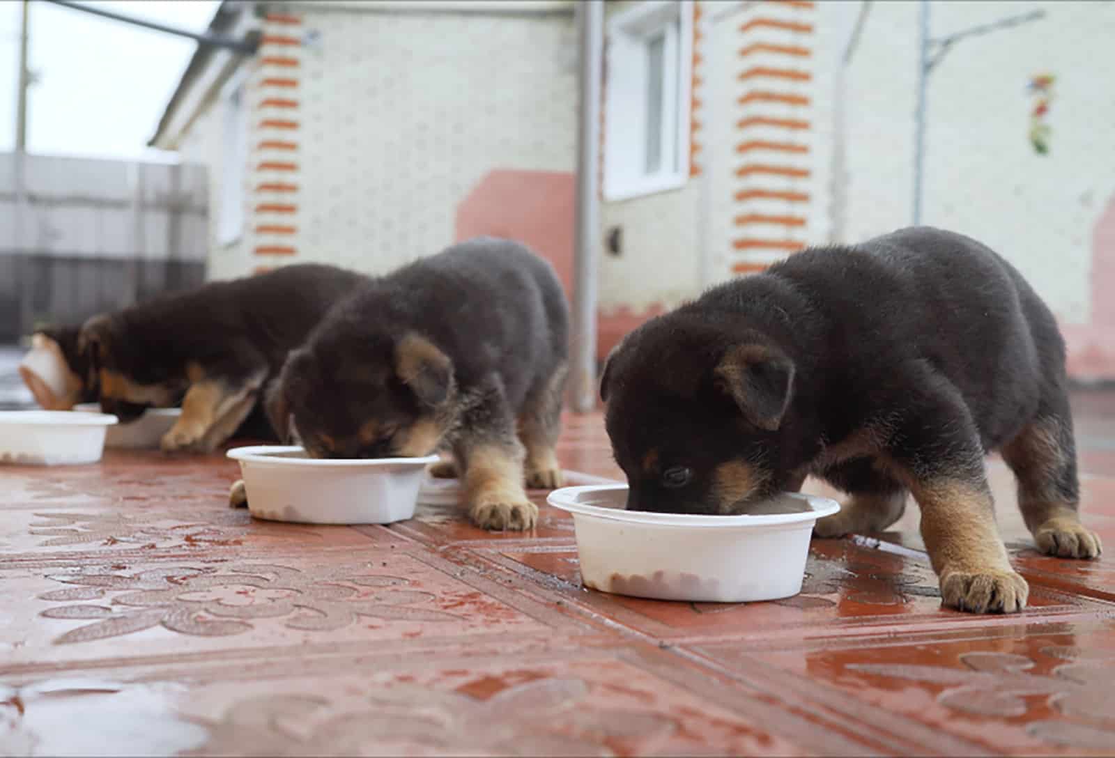 german shepherd puppies eat from a bowl outdoors