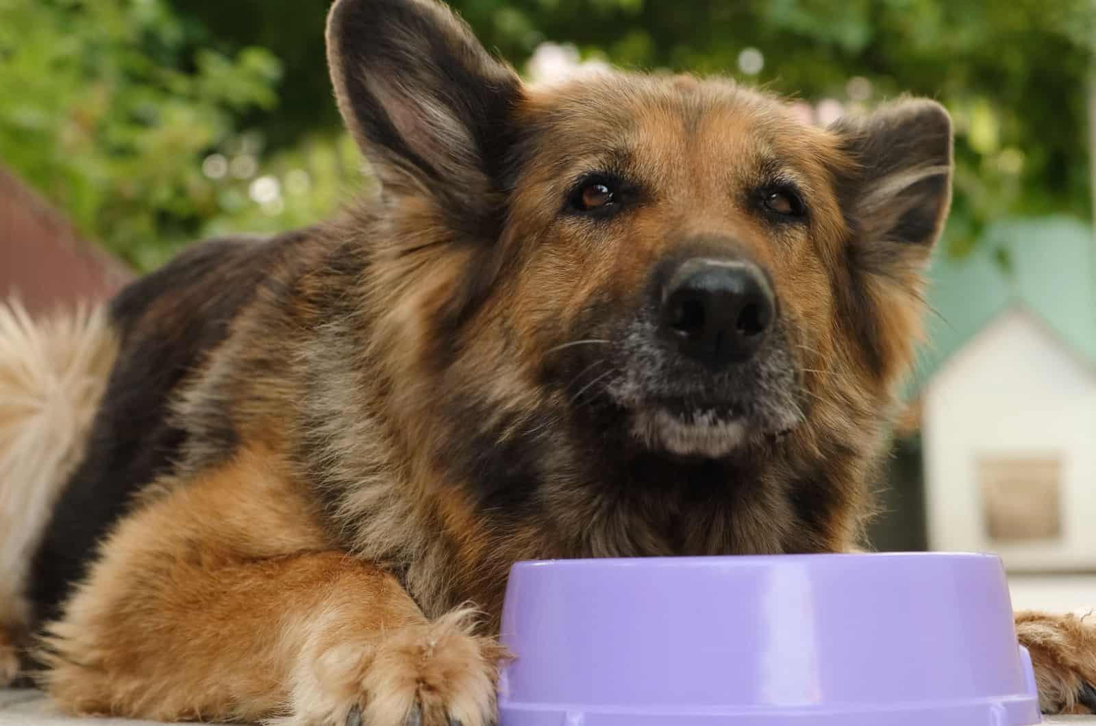 german shepherd sitting next to a bowl