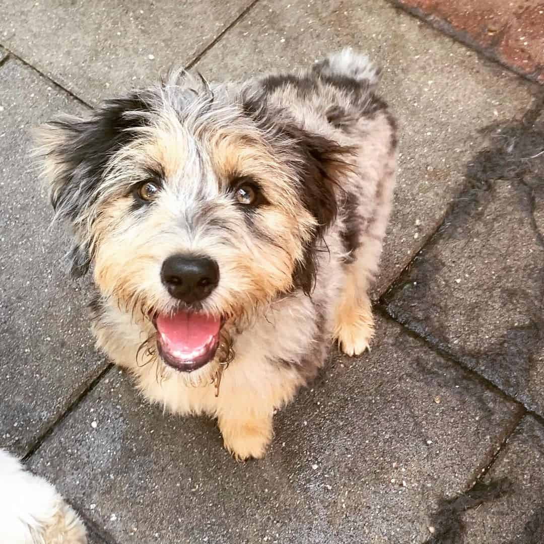 golden aussiedoodle mini dog