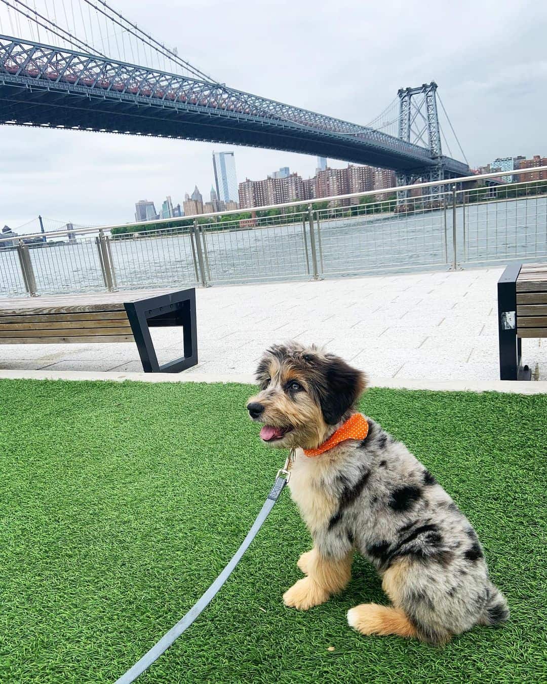 golden aussiedoodle on a leash