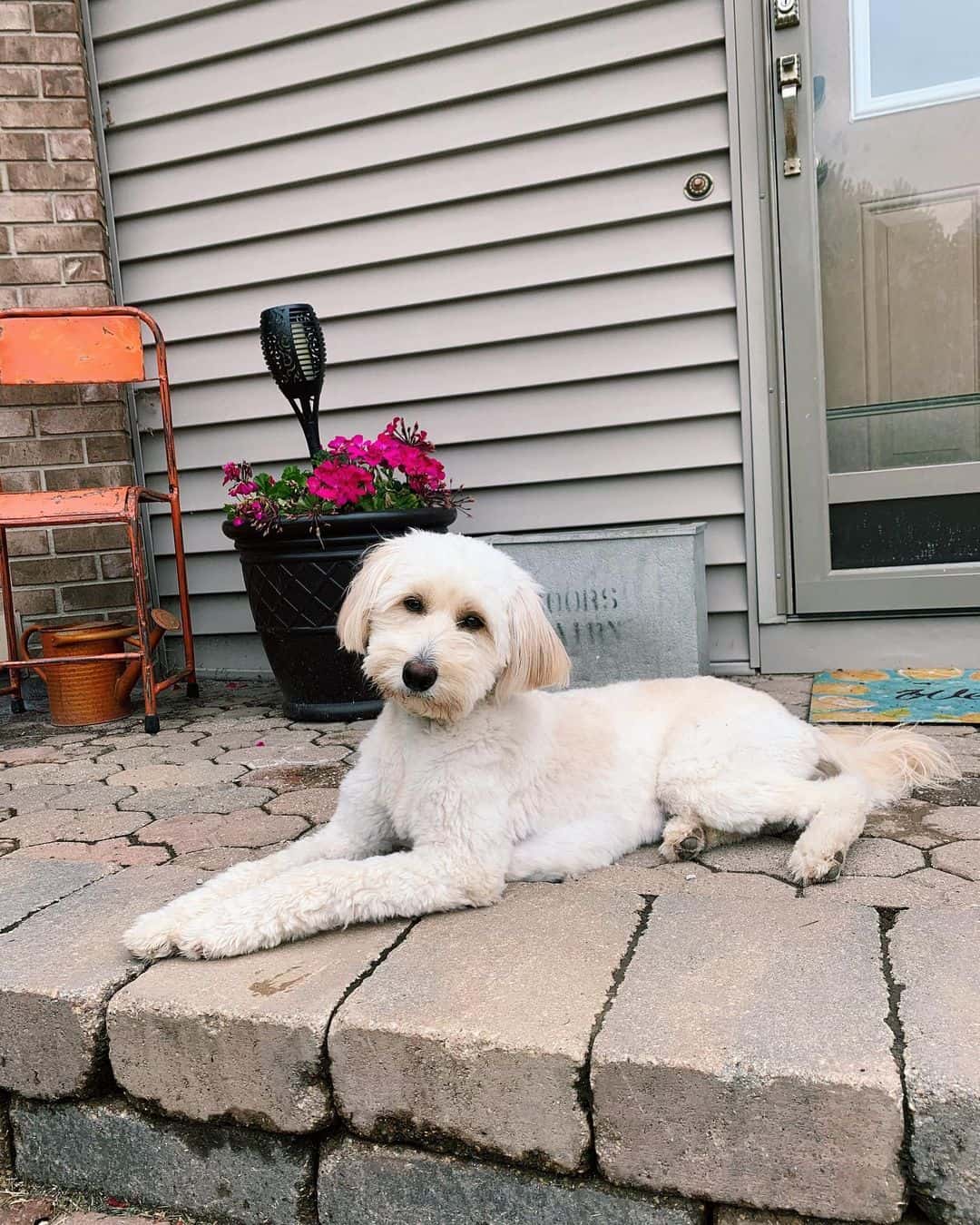 golden aussiedoodle resting