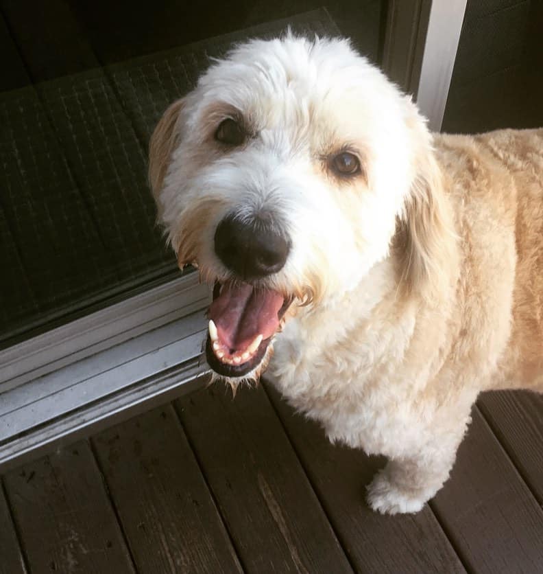 golden aussiedoodle