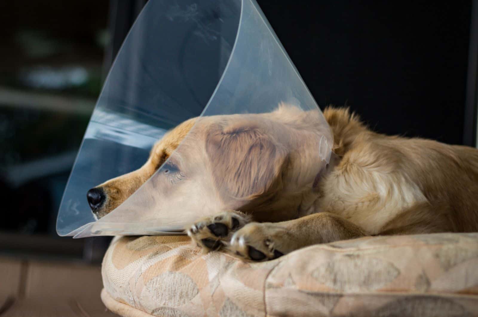 golden retriever healing from spay surgery