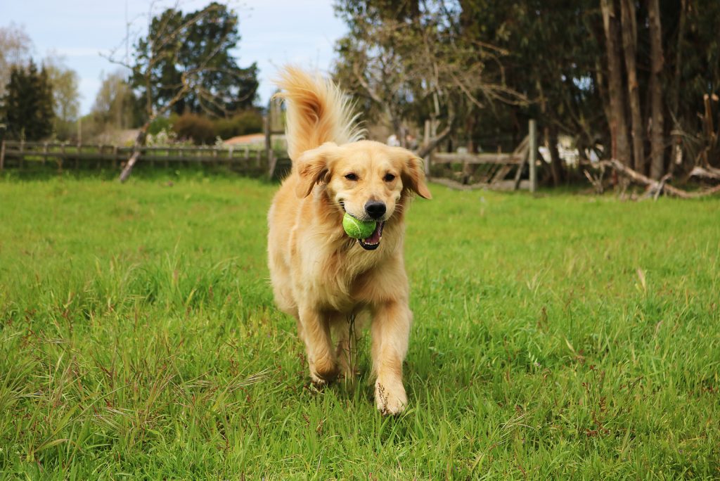 When To Spay Or Neuter A Golden Retriever What Age Is Best?
