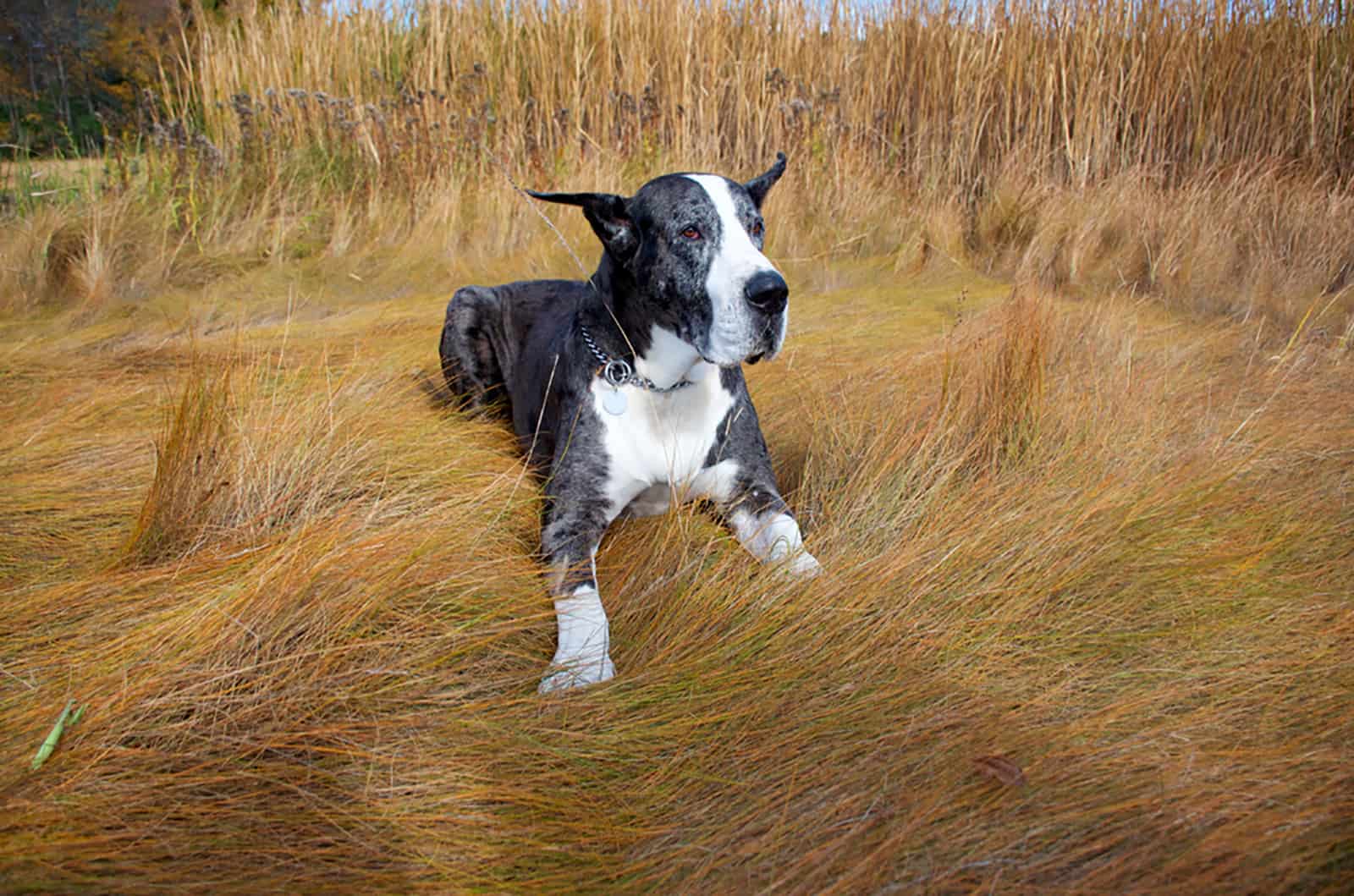 great dane dog with cropped ears lying in the field