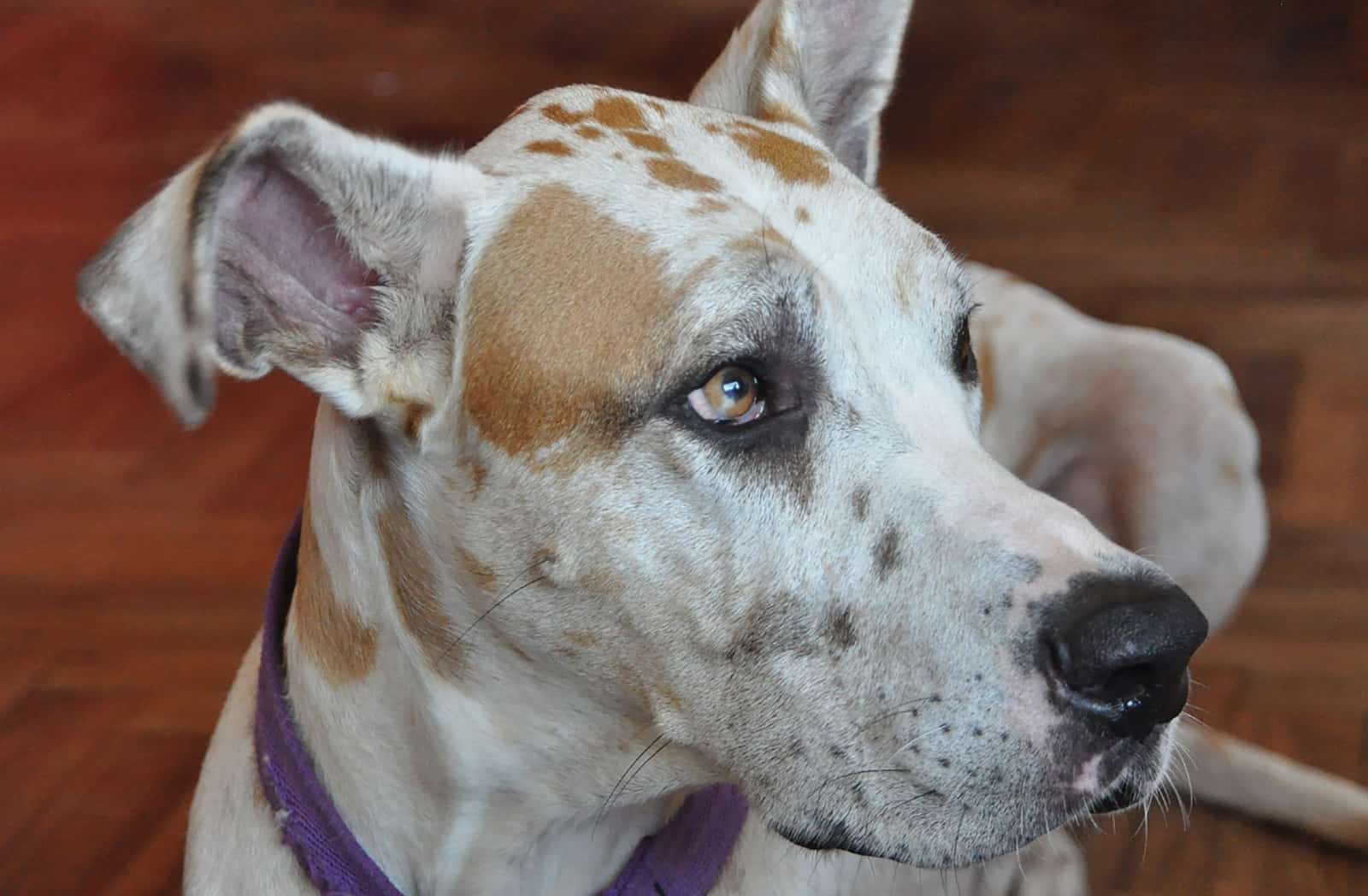 great dane dog lying indoors