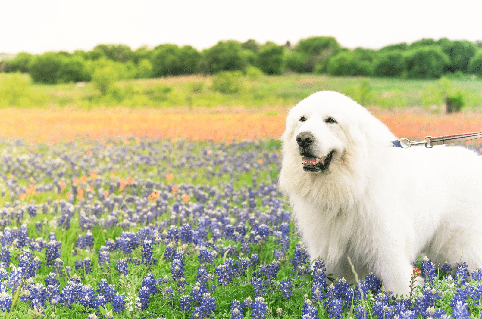 great pyrenees in a field