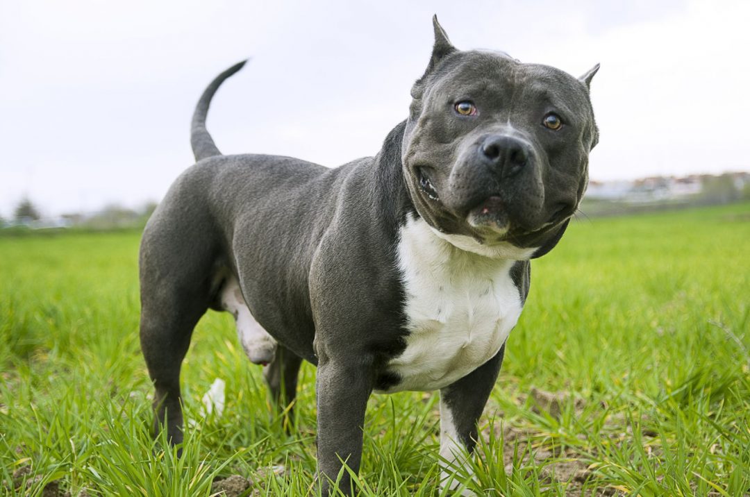 Here Are 8 XL Bully Breeders You Can Trust