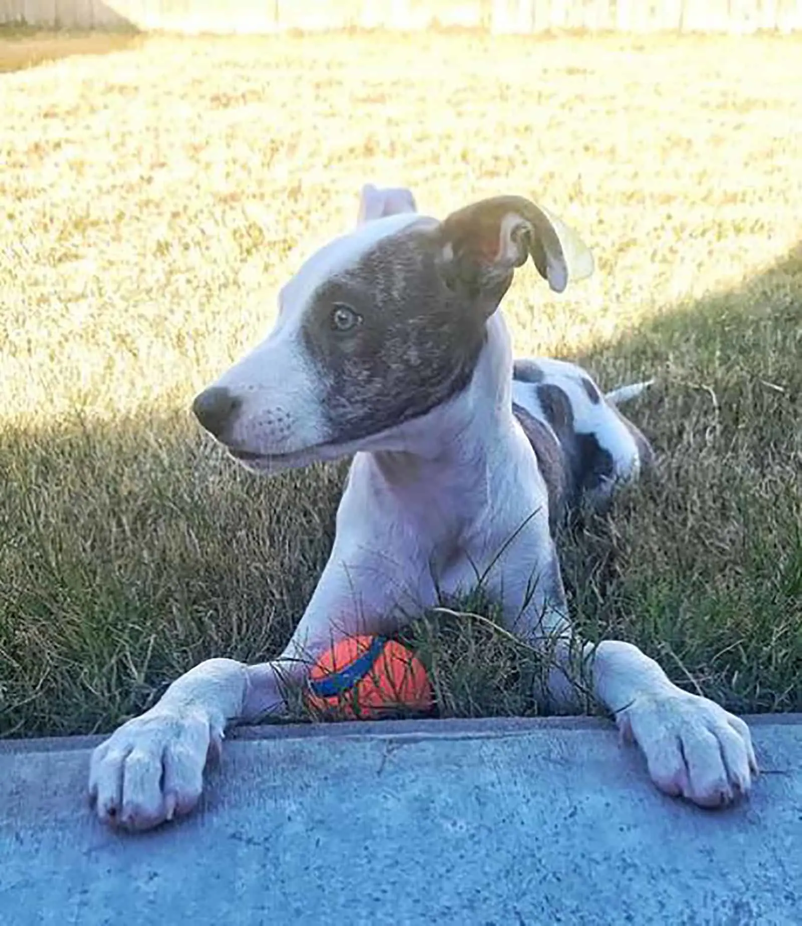 greyhound pitbull puppy playing with a ball in the yard