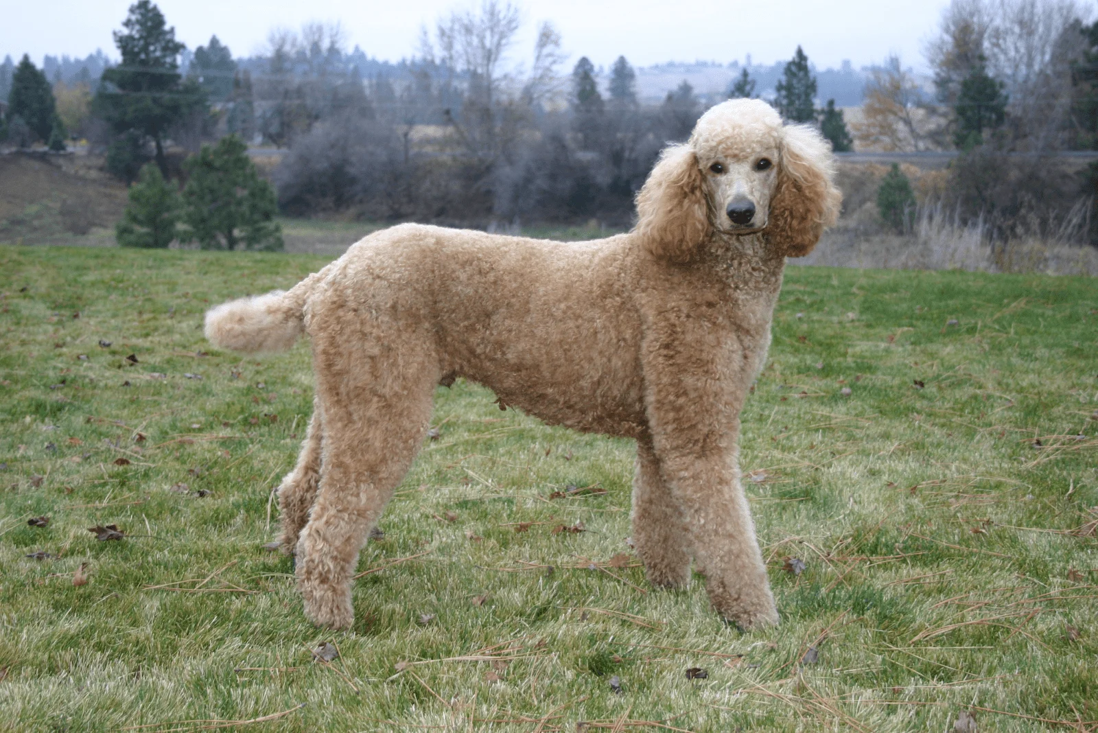 grinned Poodle walking across the field