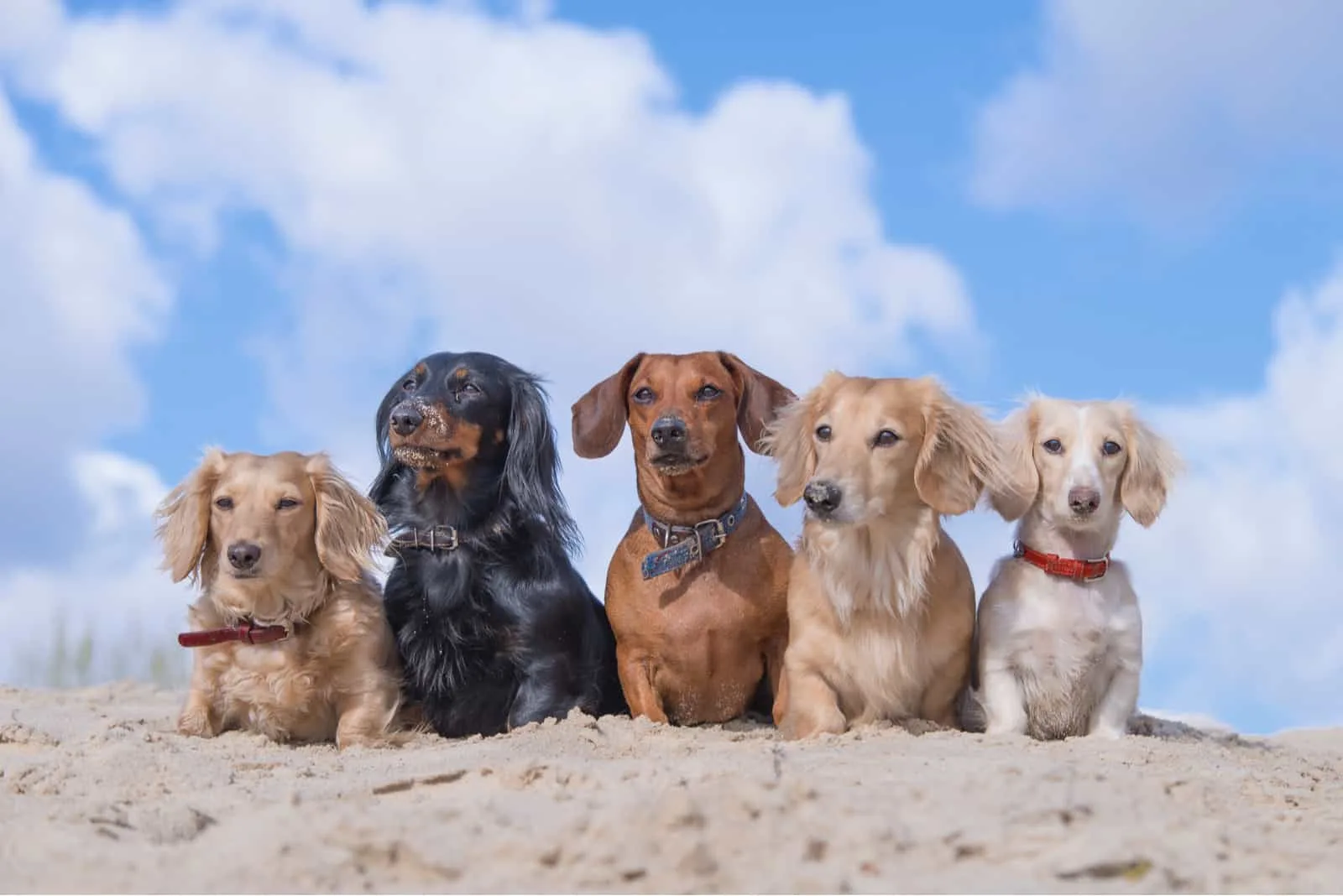 group of Dachshund dogs