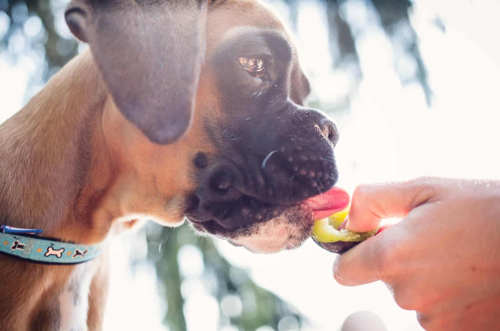 hand feeding Boxer