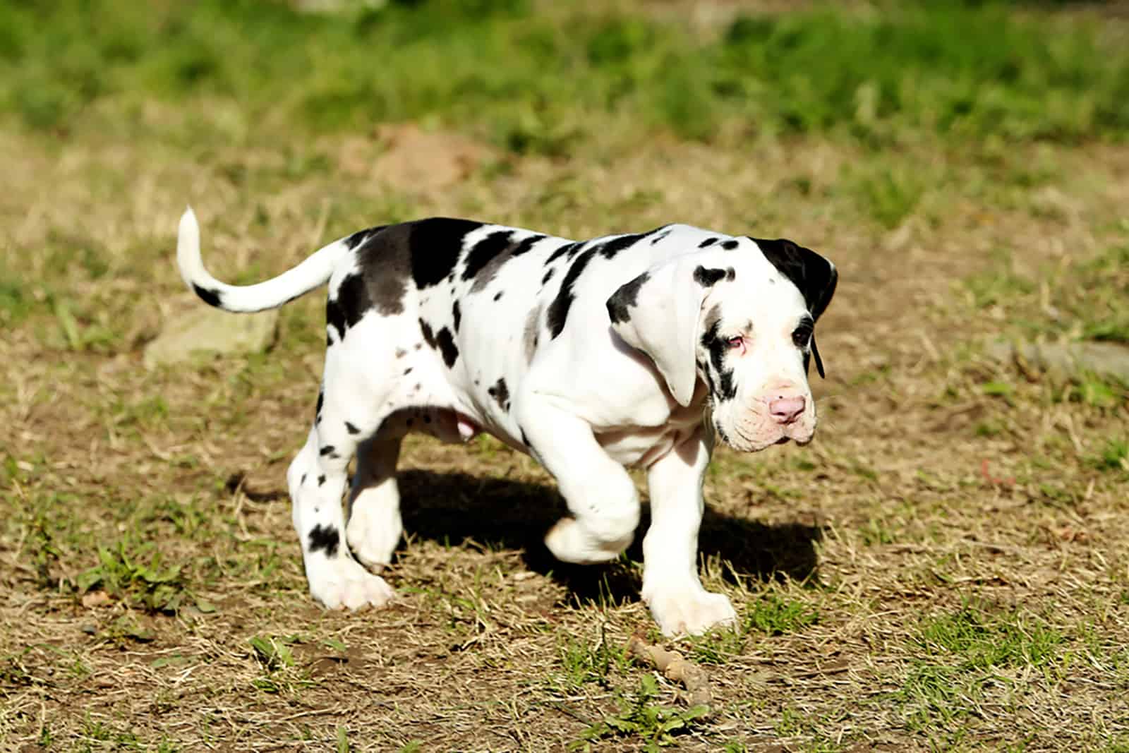 harequin great dane puppy dog walking outdoors