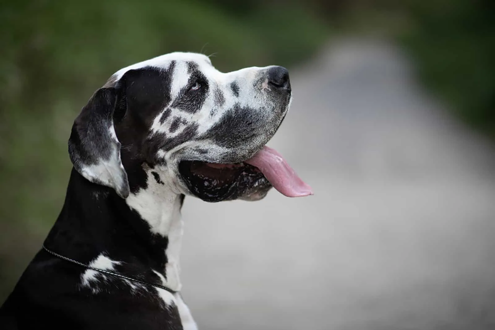 harlequin great dane dog breed outdoors