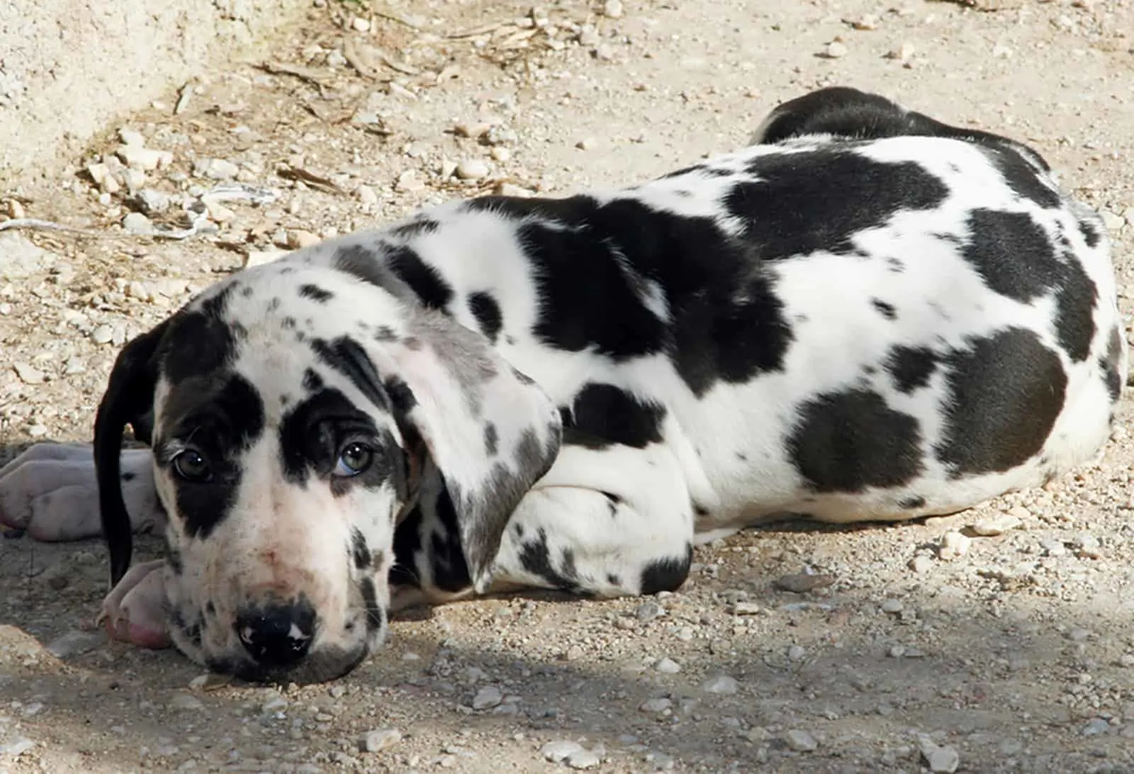 harlequin great dane puppy lying down on the ground