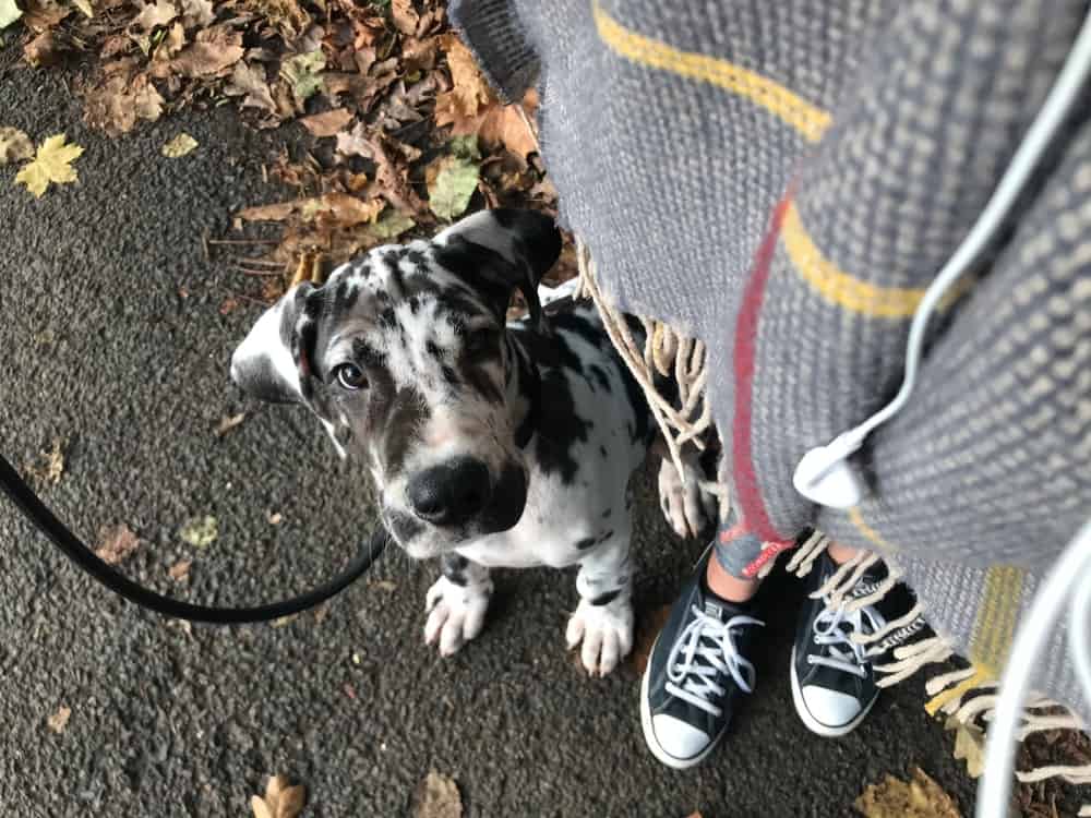 harlequin great dane puppy on a leash walking with owner