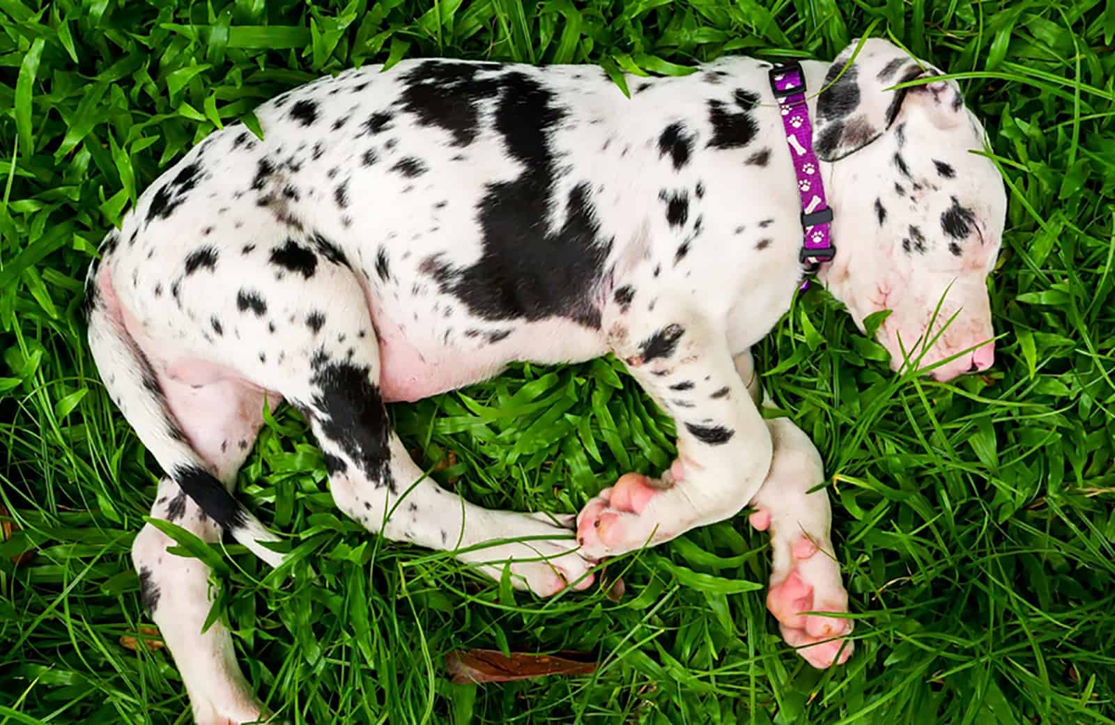 harlequin great dane puppy sleeping in the grass
