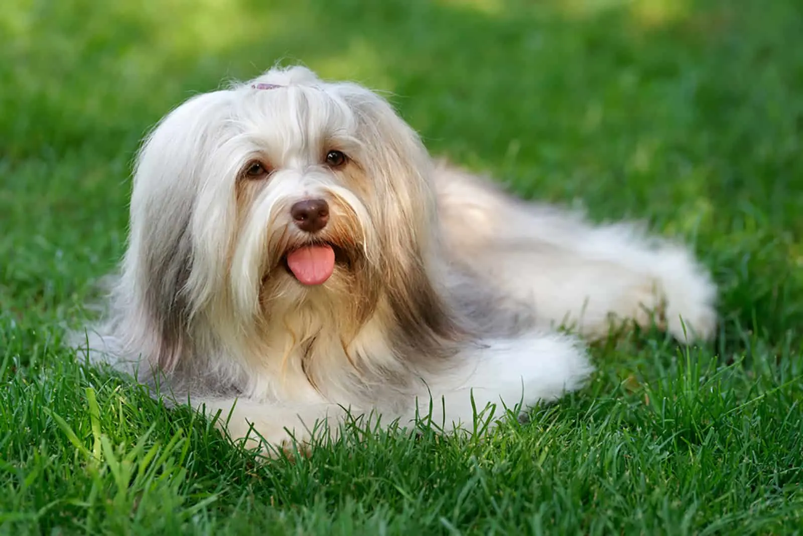 havanese dog is lying in the grass