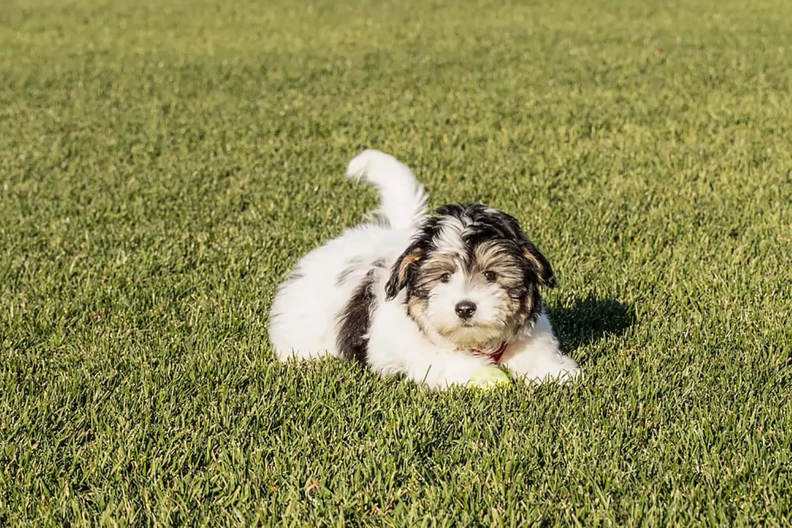 havanese puppy lying down in the grass