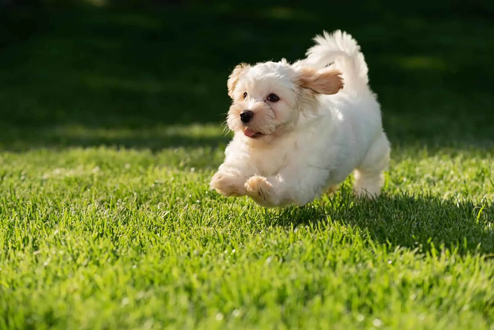 havanese puppy running on the meadow