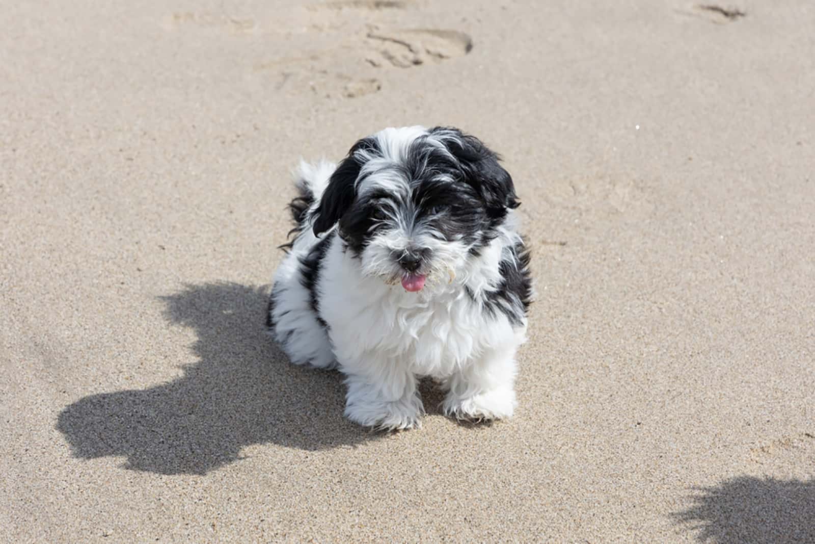 havanese puppy sitting on the beach