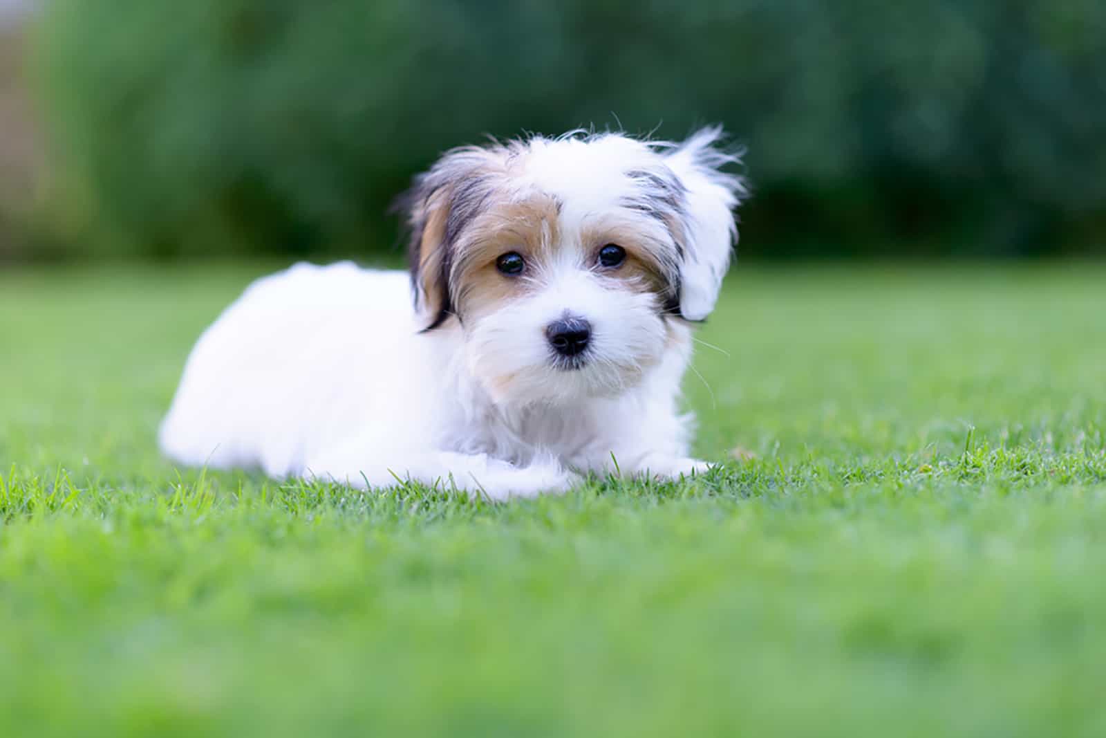 havanese puppy lying on the lawn