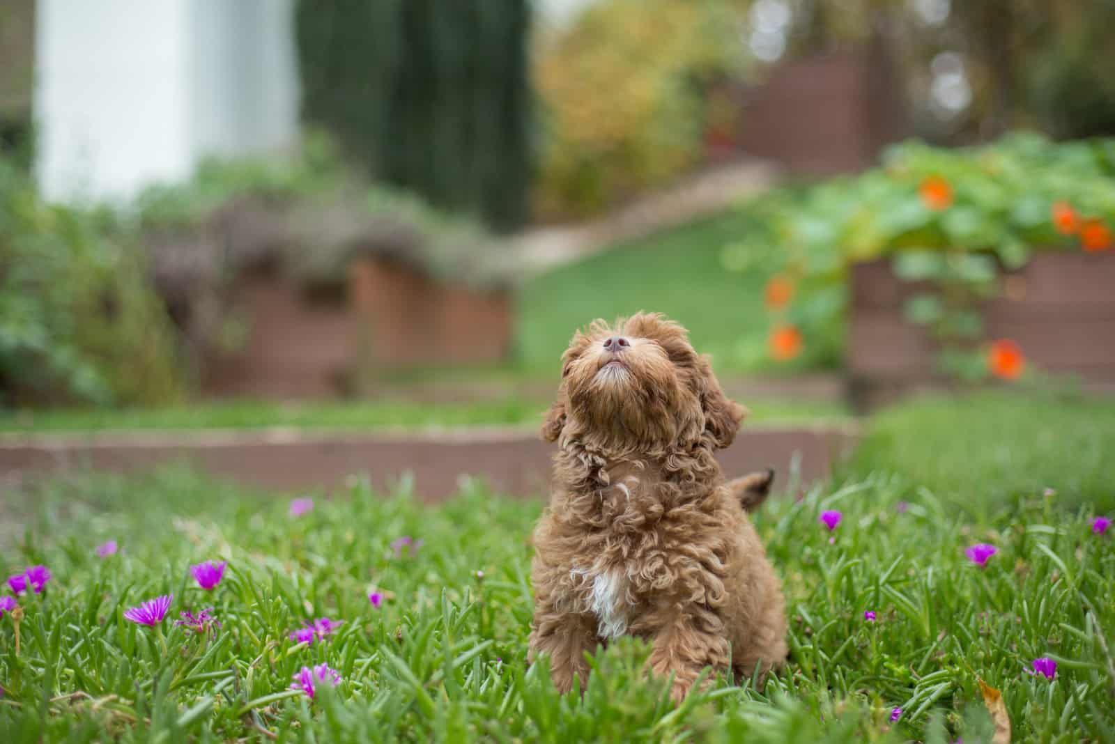 havapoo puppy on grass