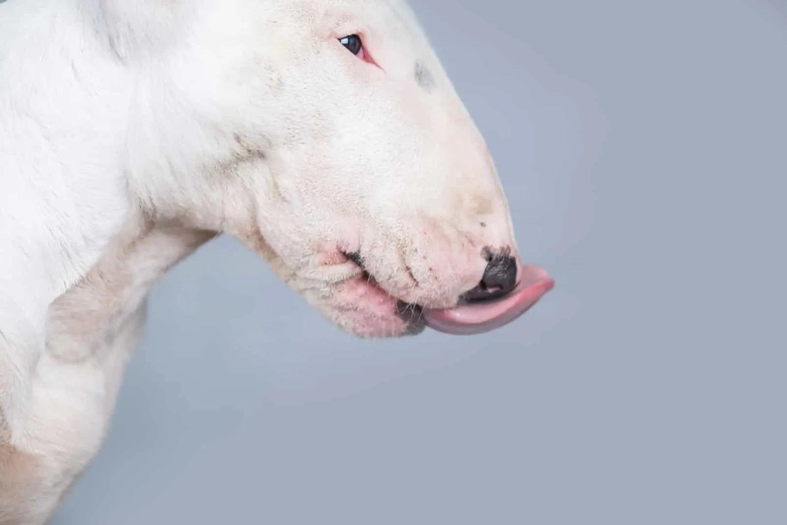 hungry bull terrier dog showing tongue