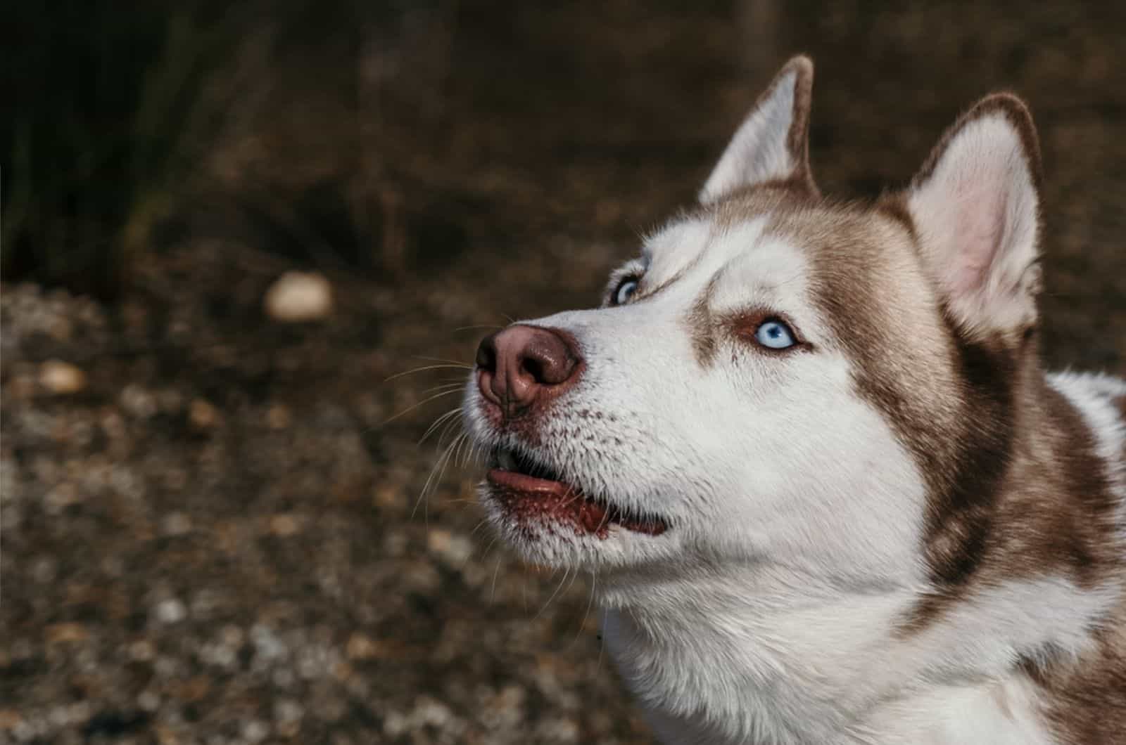 husky looking past the camera