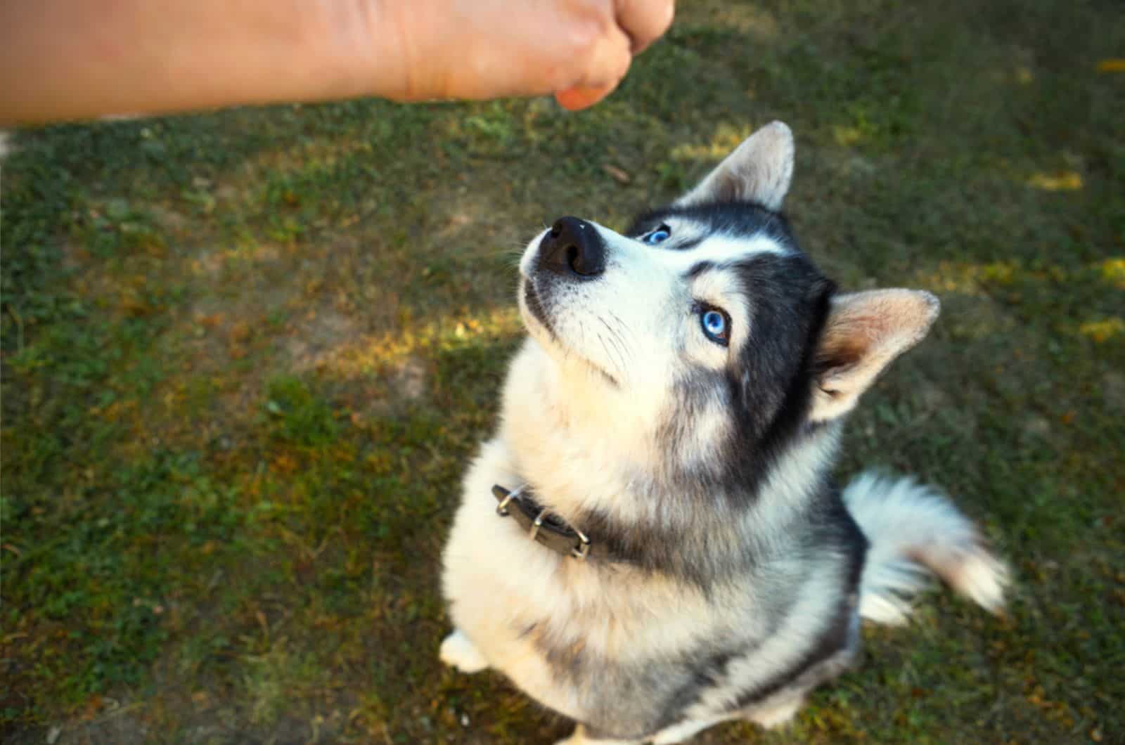 husky waiting for a treat