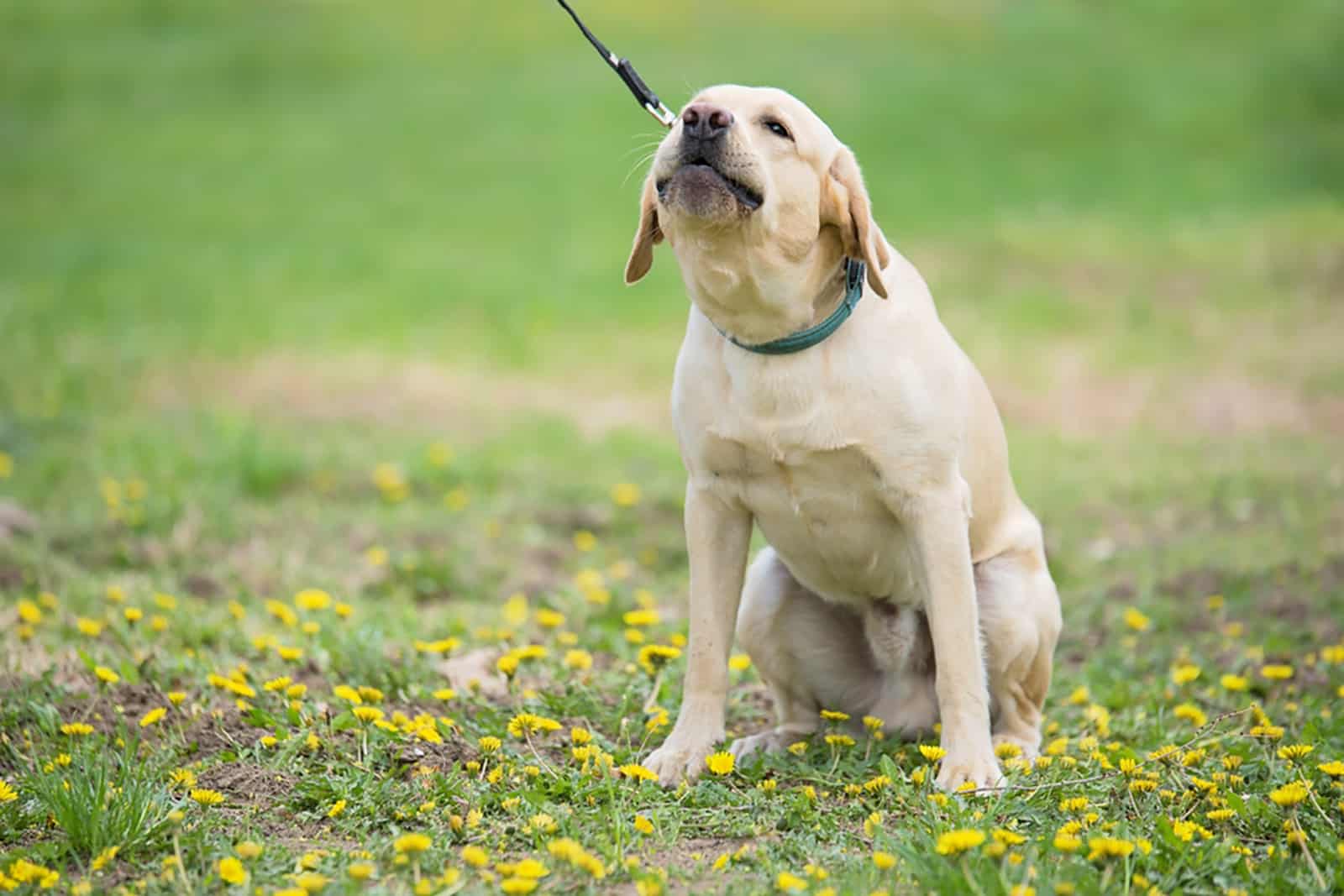 labrador dog yelp in the garden