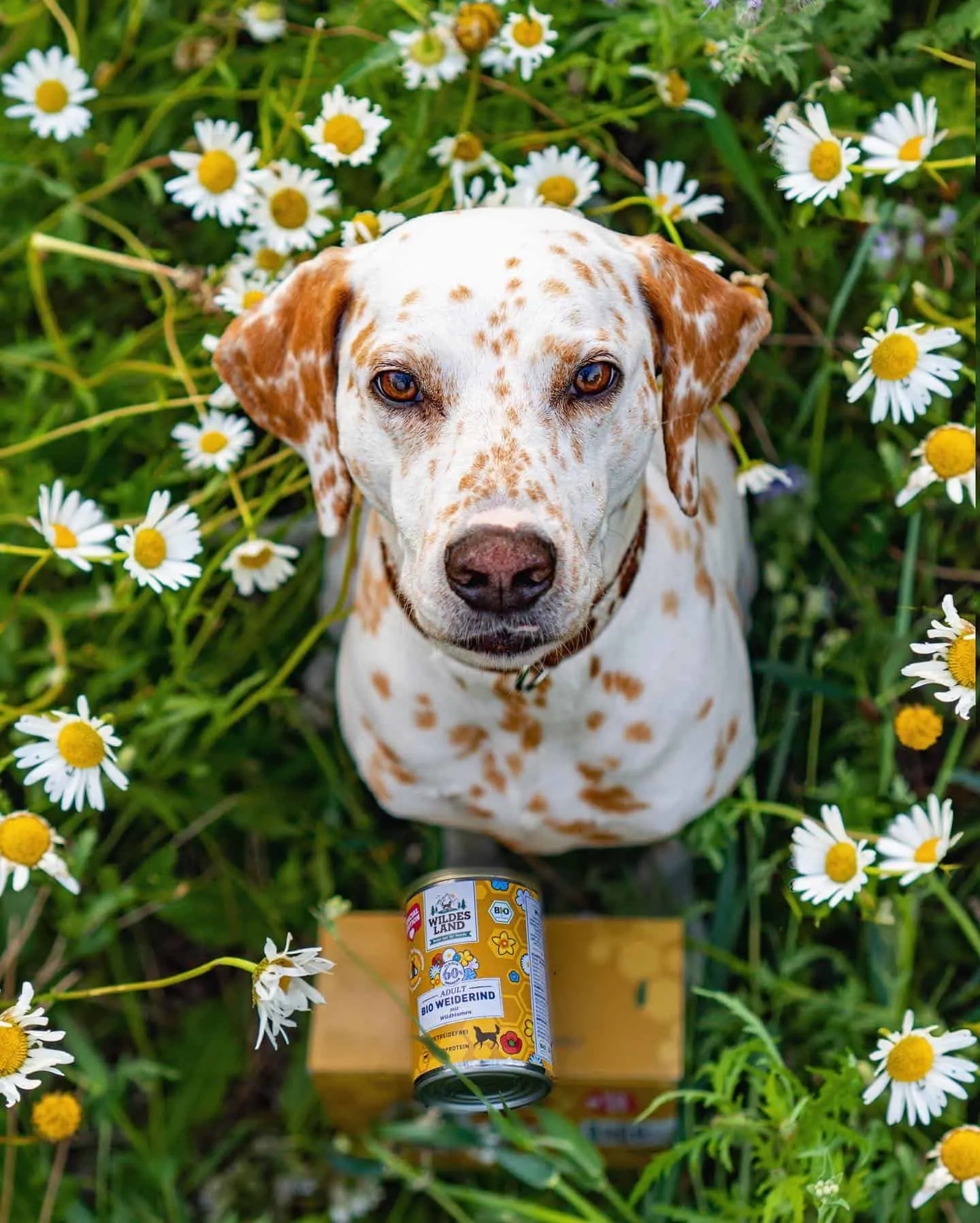 lemon dalmatian in flower field with can of food
