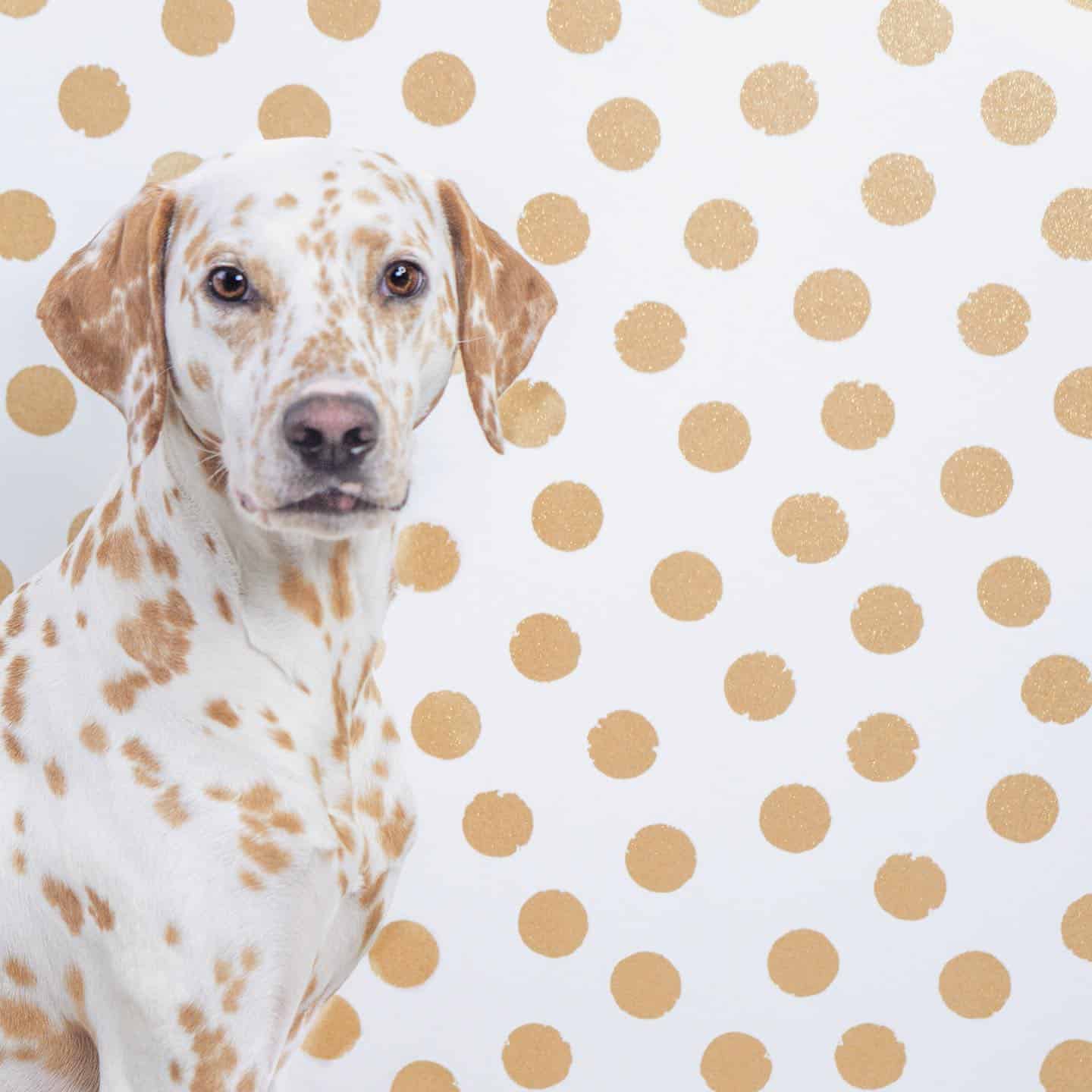 lemon dalmatian matching with the wall