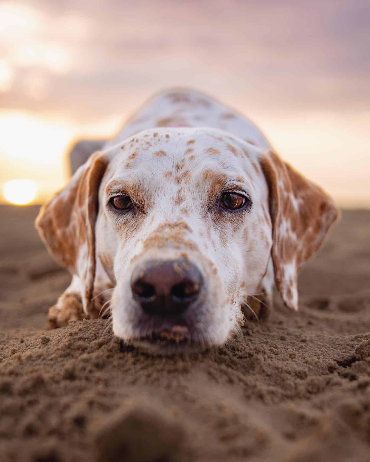 lemon dalmatian on the sand