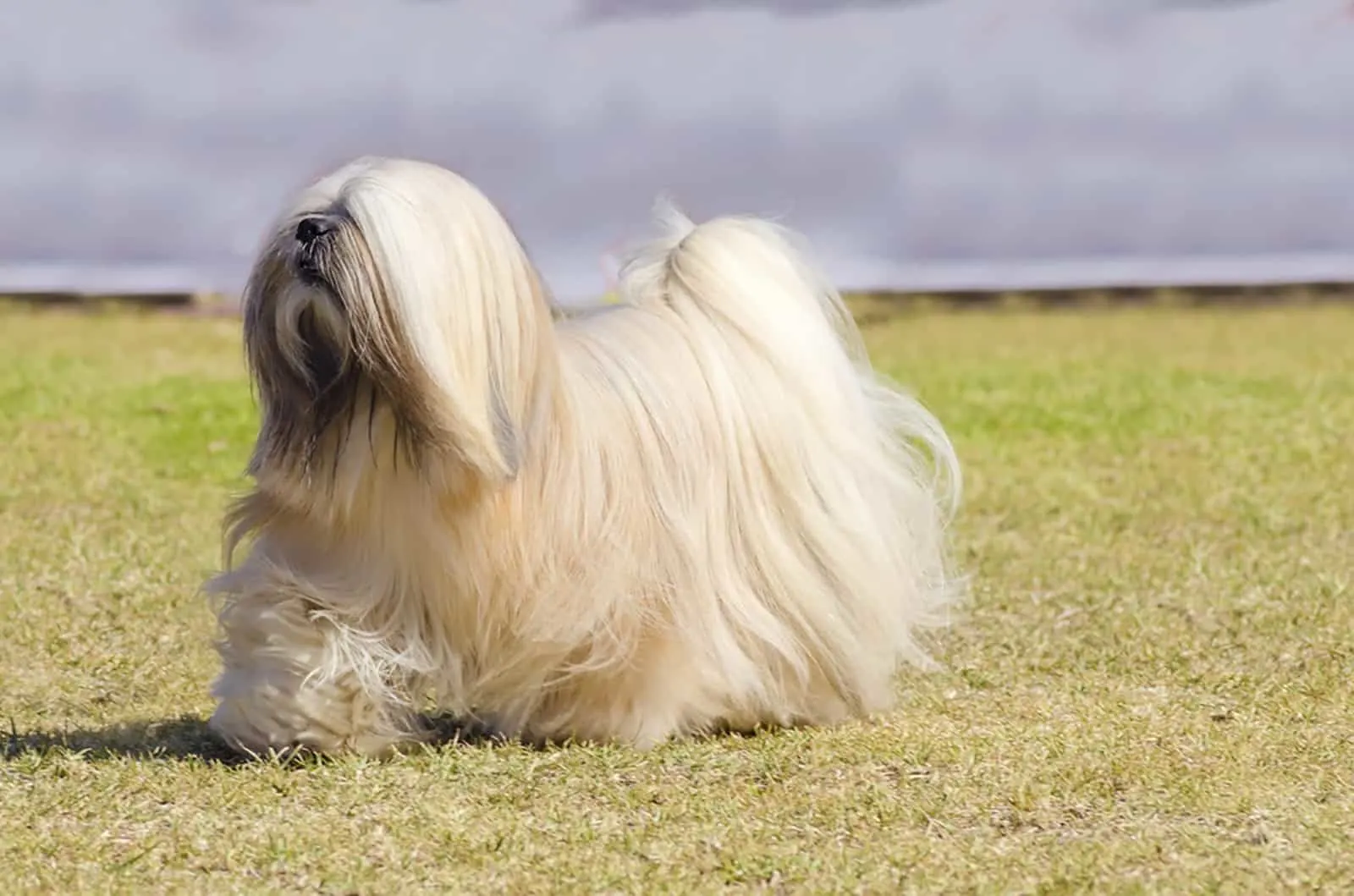 lhasa apso dog walking on the grass