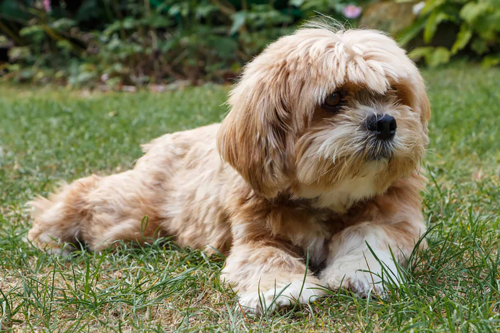 lhasa apso lying in the grass