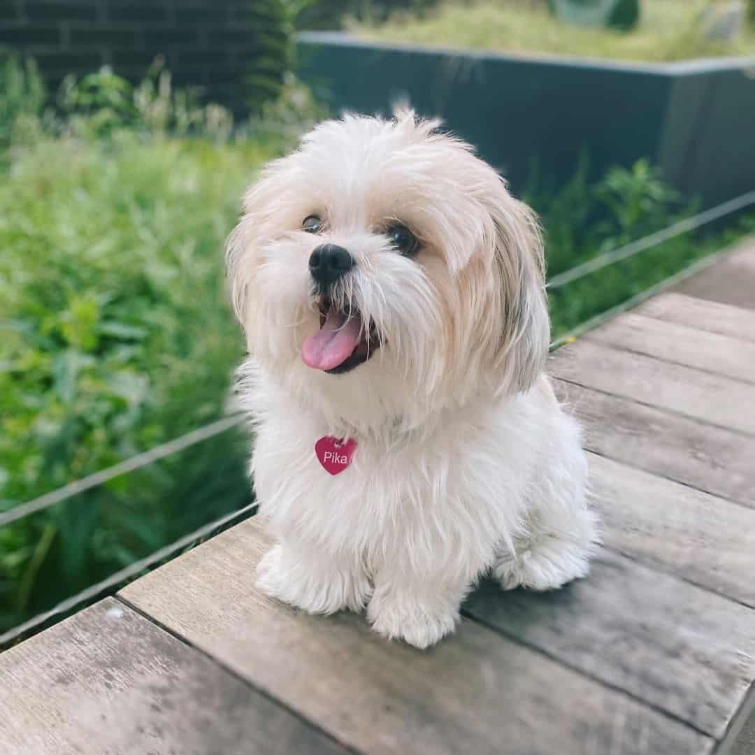 little malshipoo outdoor