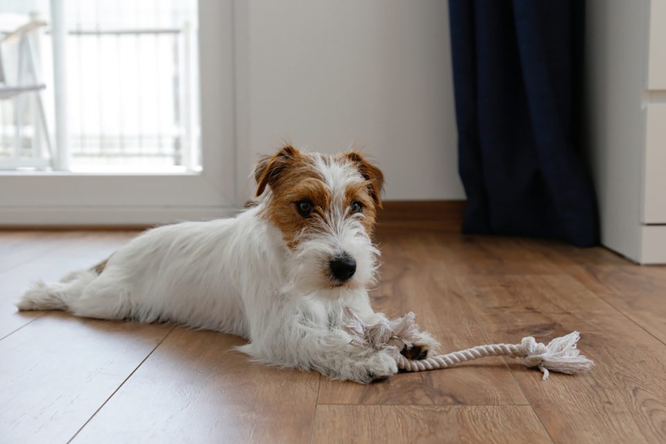 LongHaired Jack Russell Terrier Is There Such A Thing?