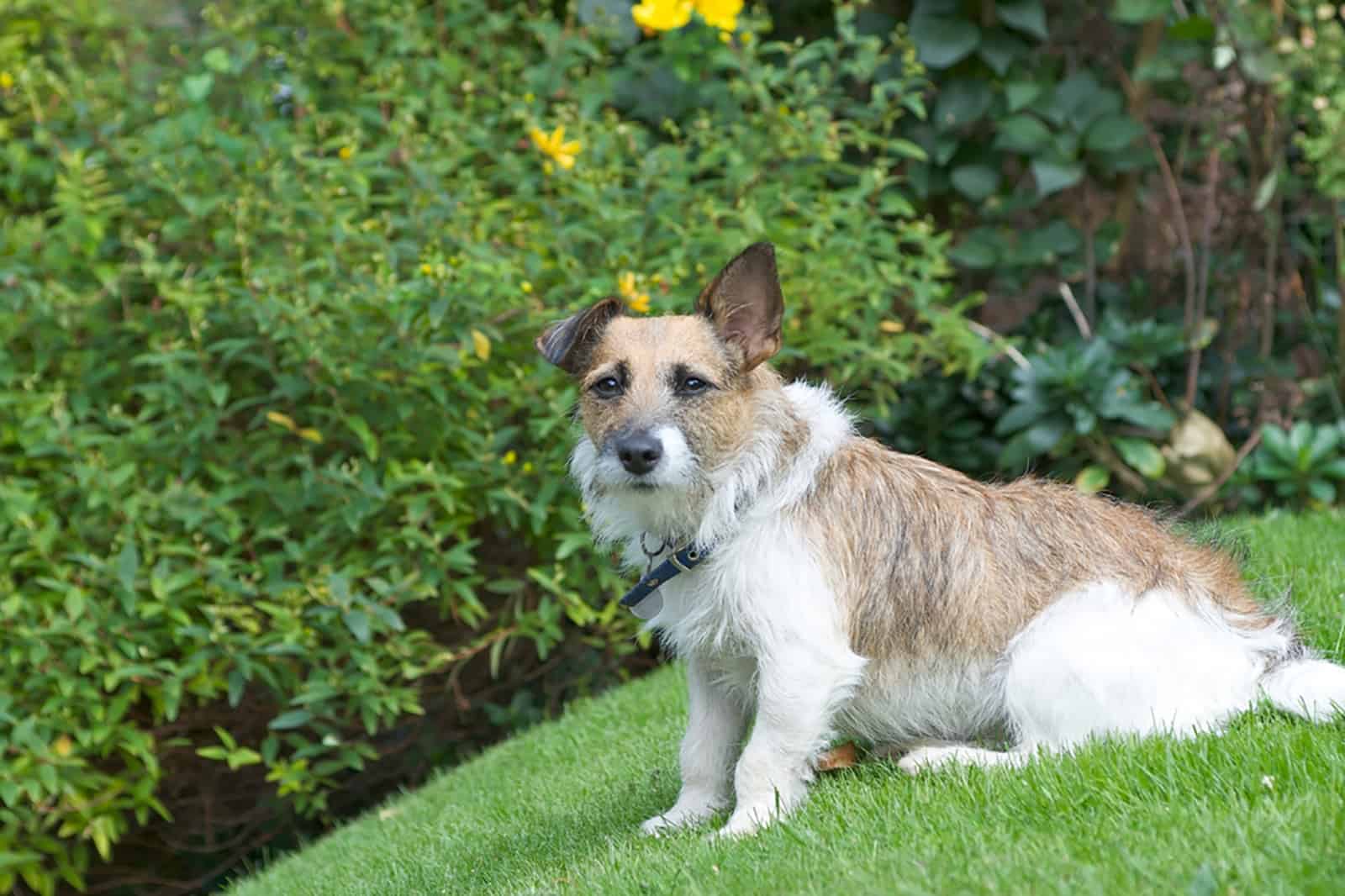 long haired jack russell terrier dog sitting on the grass