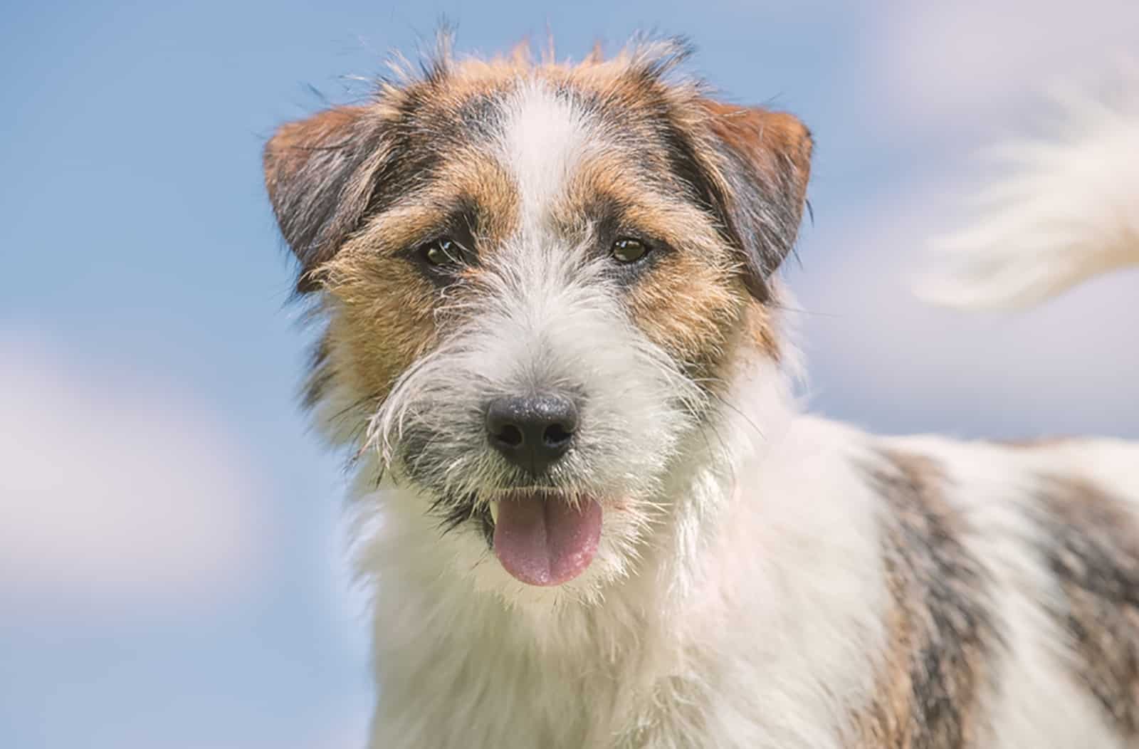 long haired jack russell terrier looking into camera outdoors