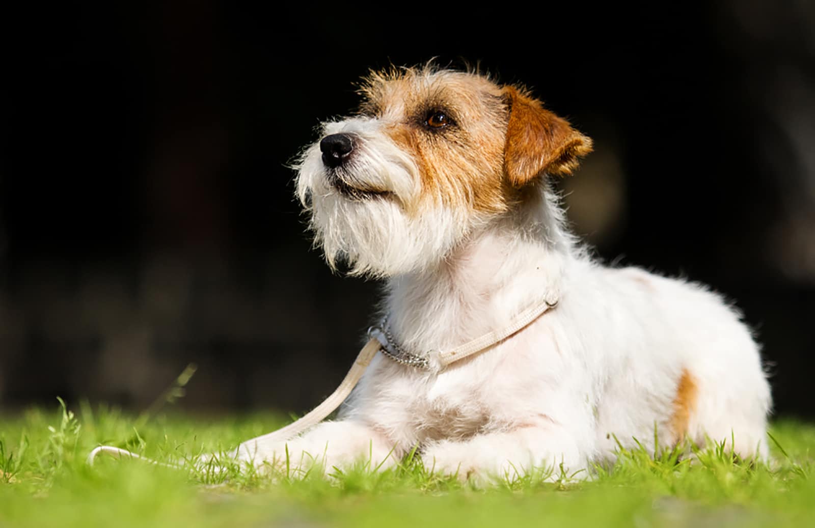 long haired jack russell terrier lying down in the grass