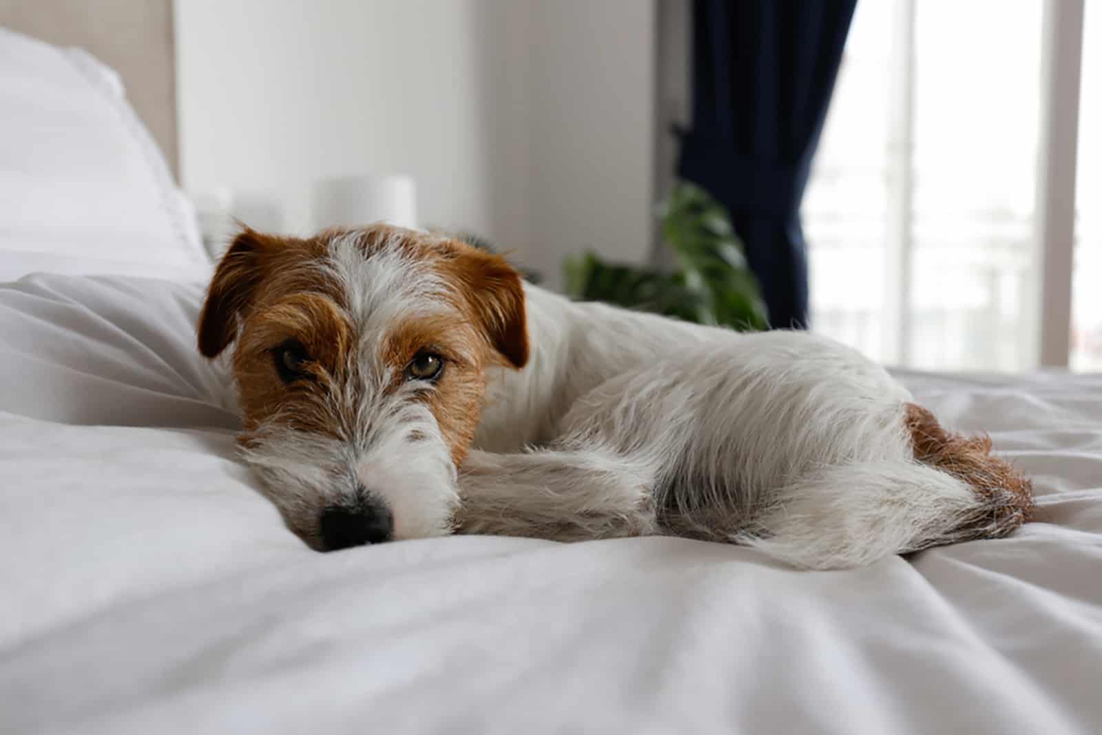 long haired jack russell terrier lying on the bed