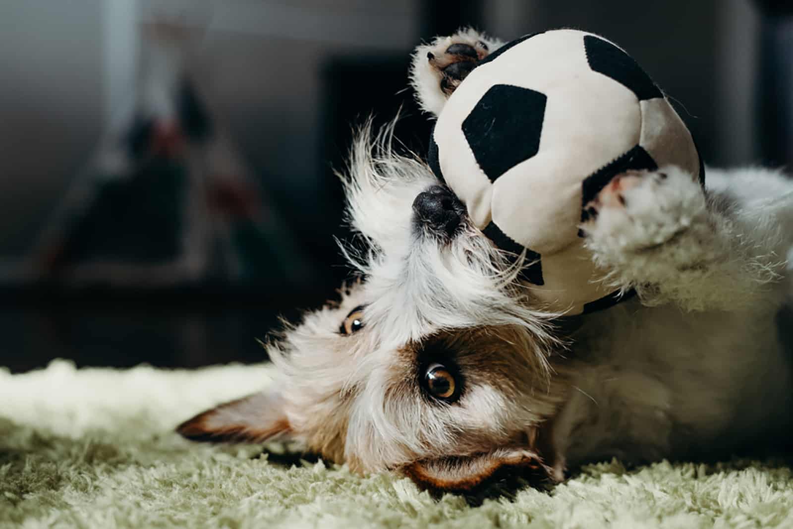 long haired jack russell terrier playing with a ball in the living room