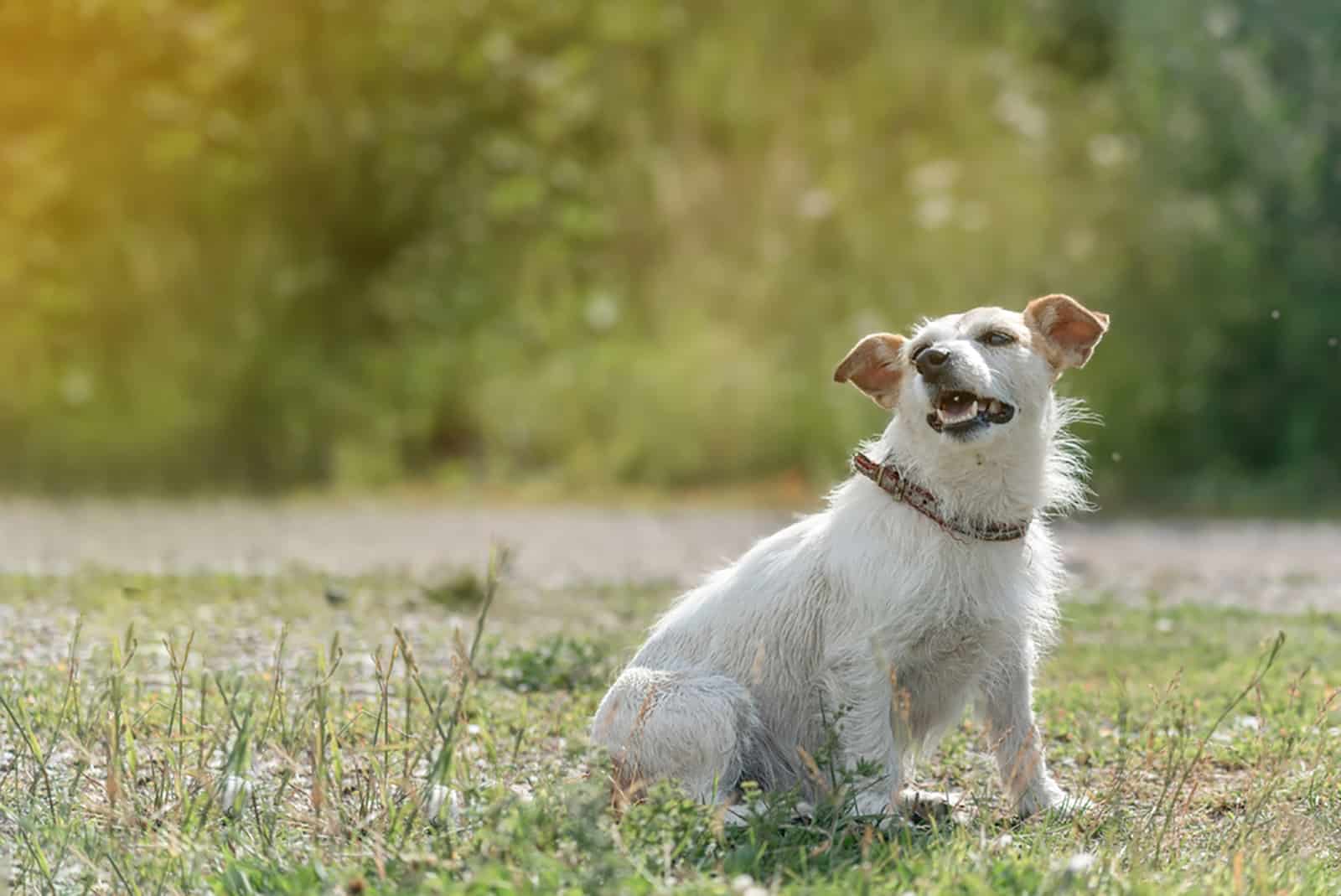 long haired jack russell terrier sitting in a meadow on a sunny day