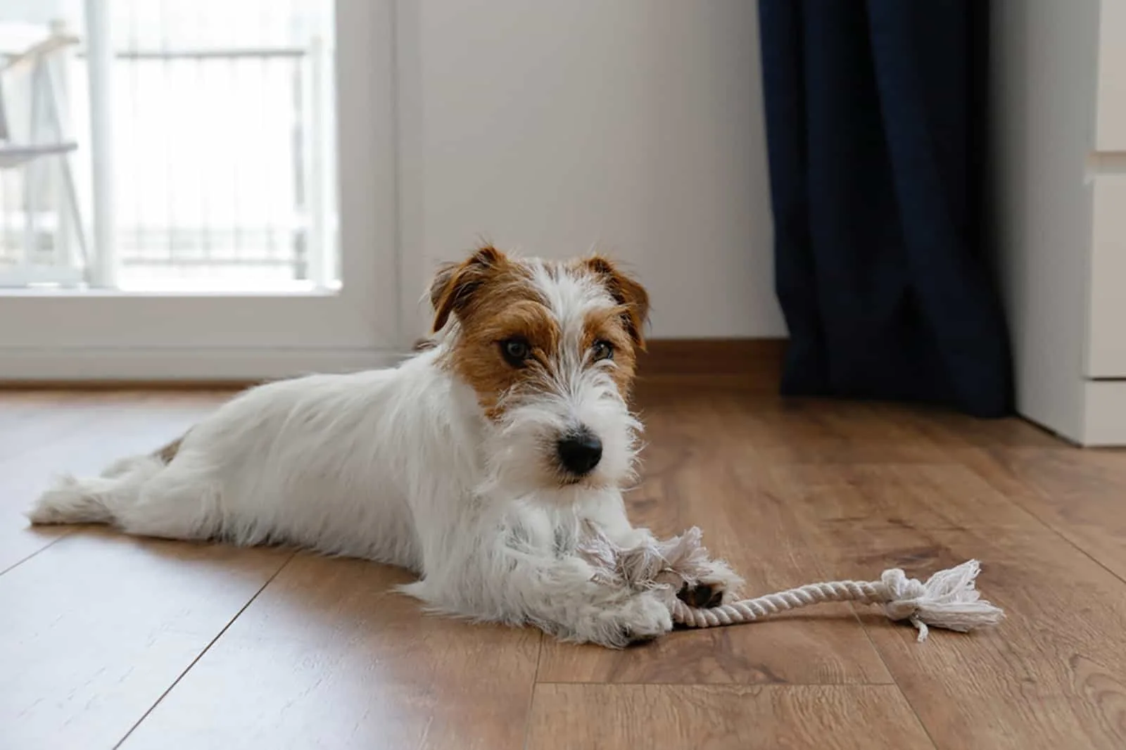 long haired jack russell terrier playing with chewing rope