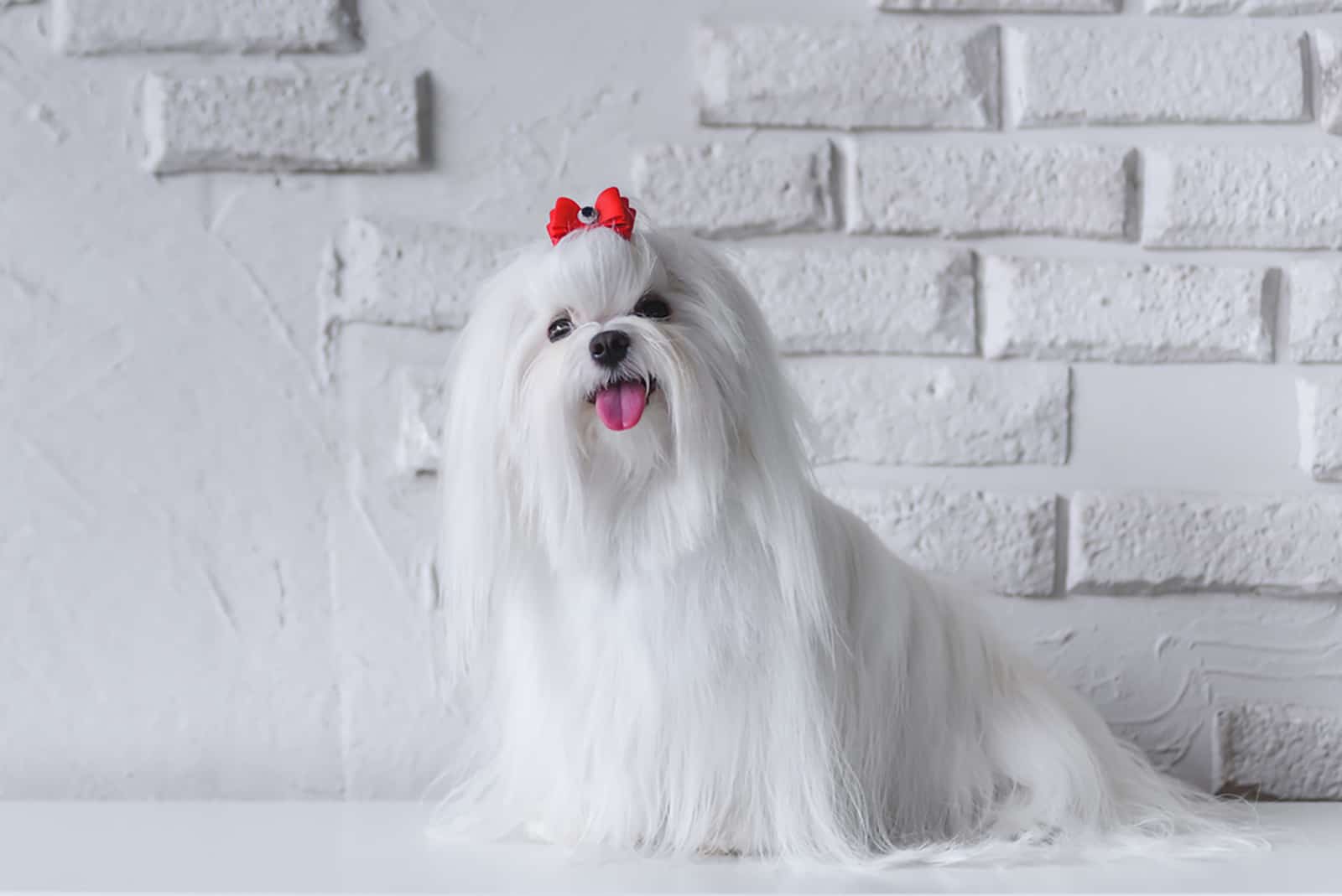 maltese dog sitting beside white wall