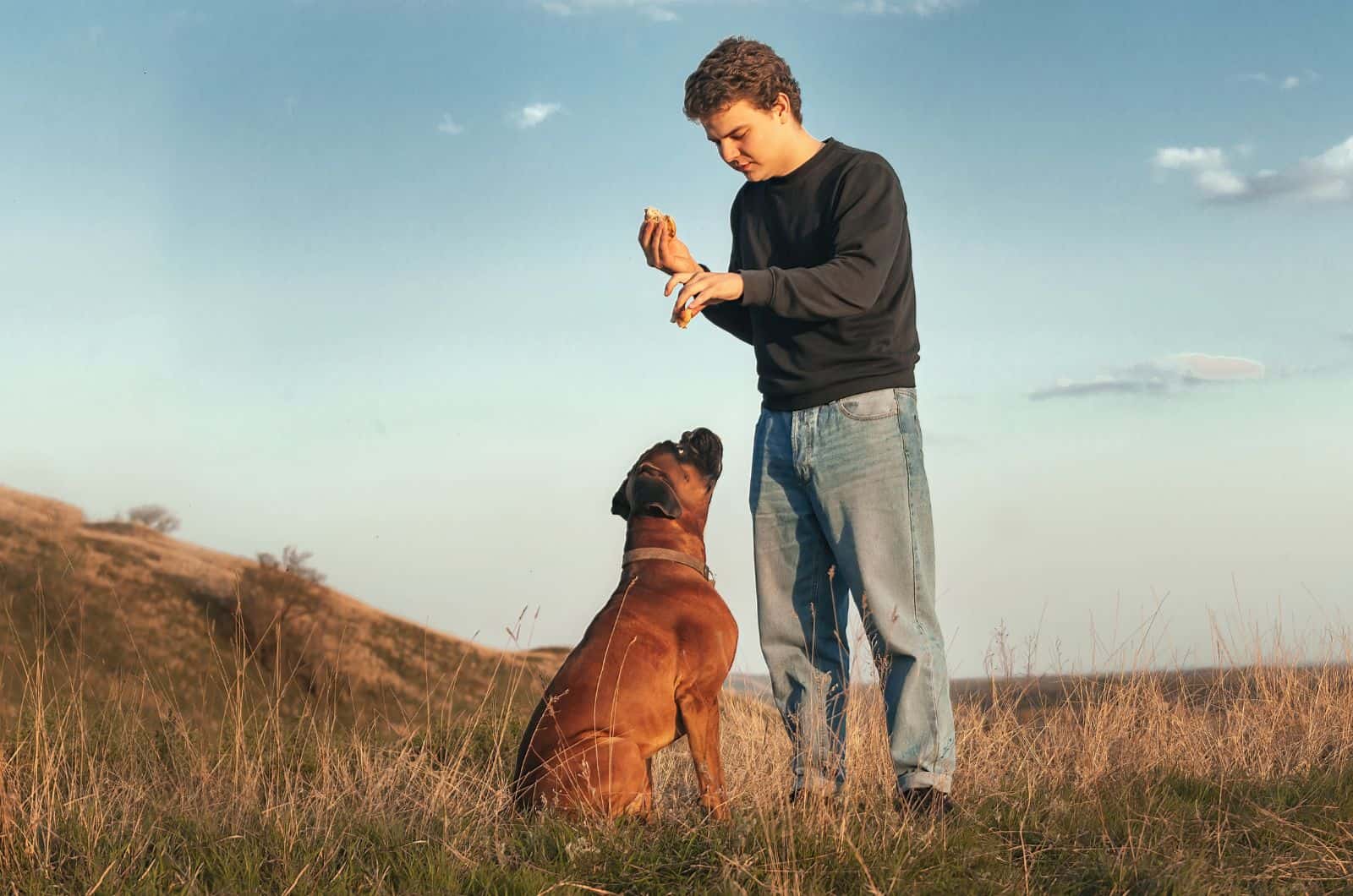 man training Boxer dog