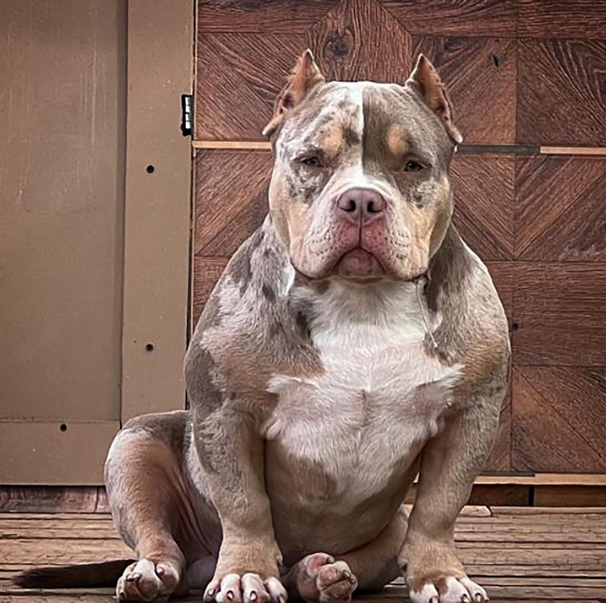 Merle American Bully What Are They & Why Are They Special?