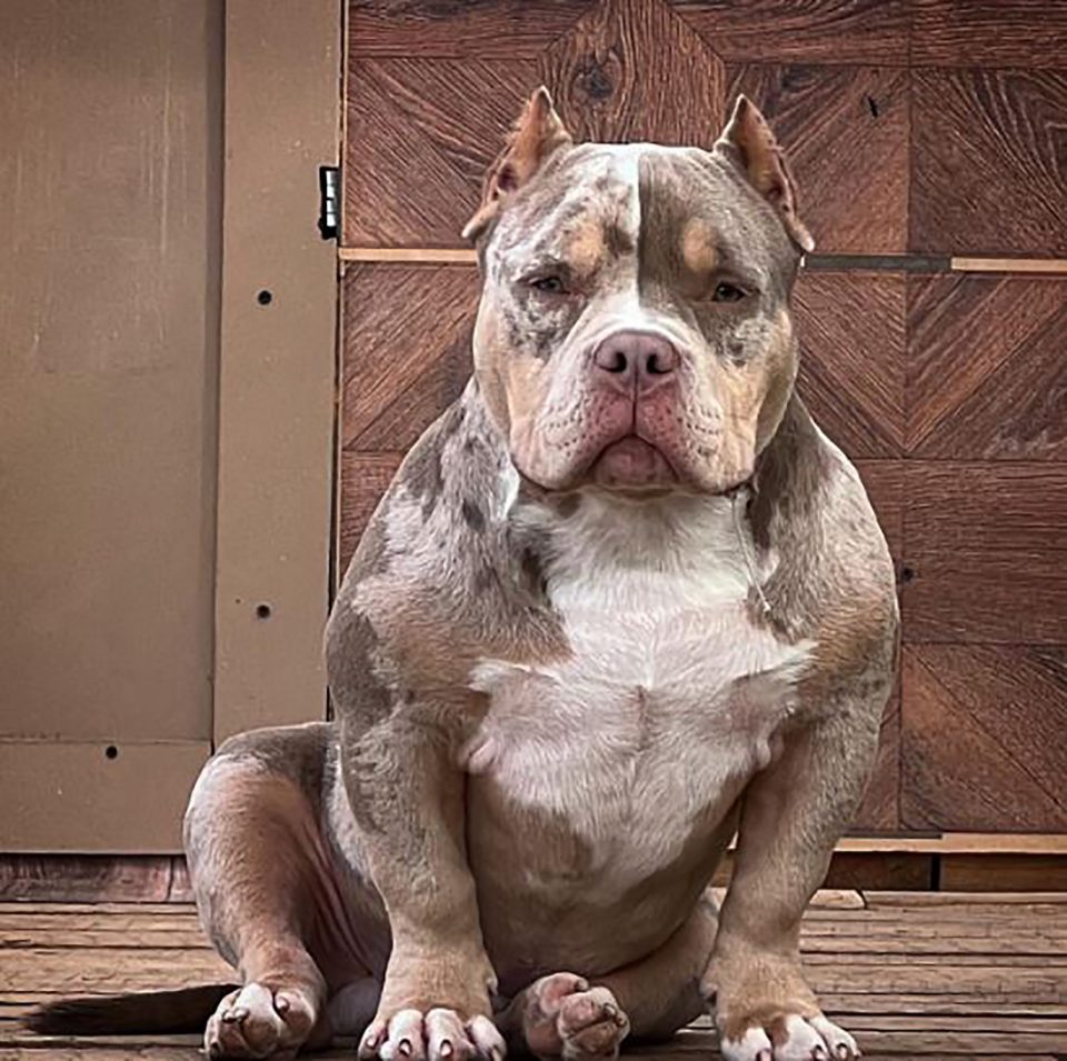 Merle American Bully What Are They & Why Are They Special?